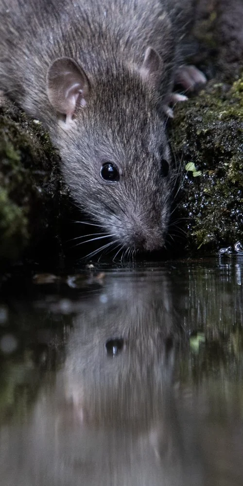 Rats at the water - Kent Reflection Pool Hide, UK