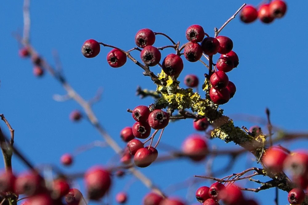Red Hawthorn berries