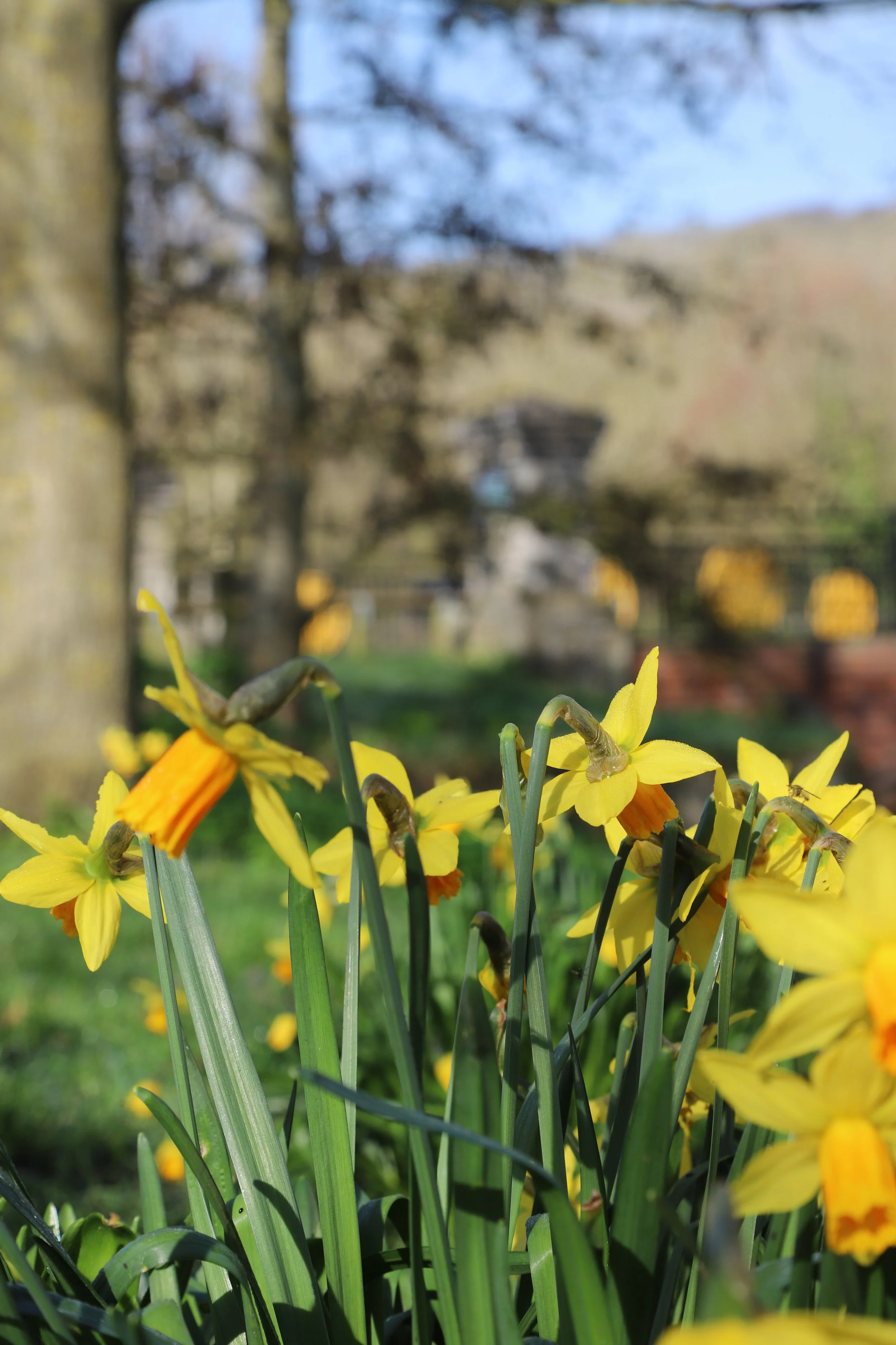 Signs of spring at West Hythe, Kent