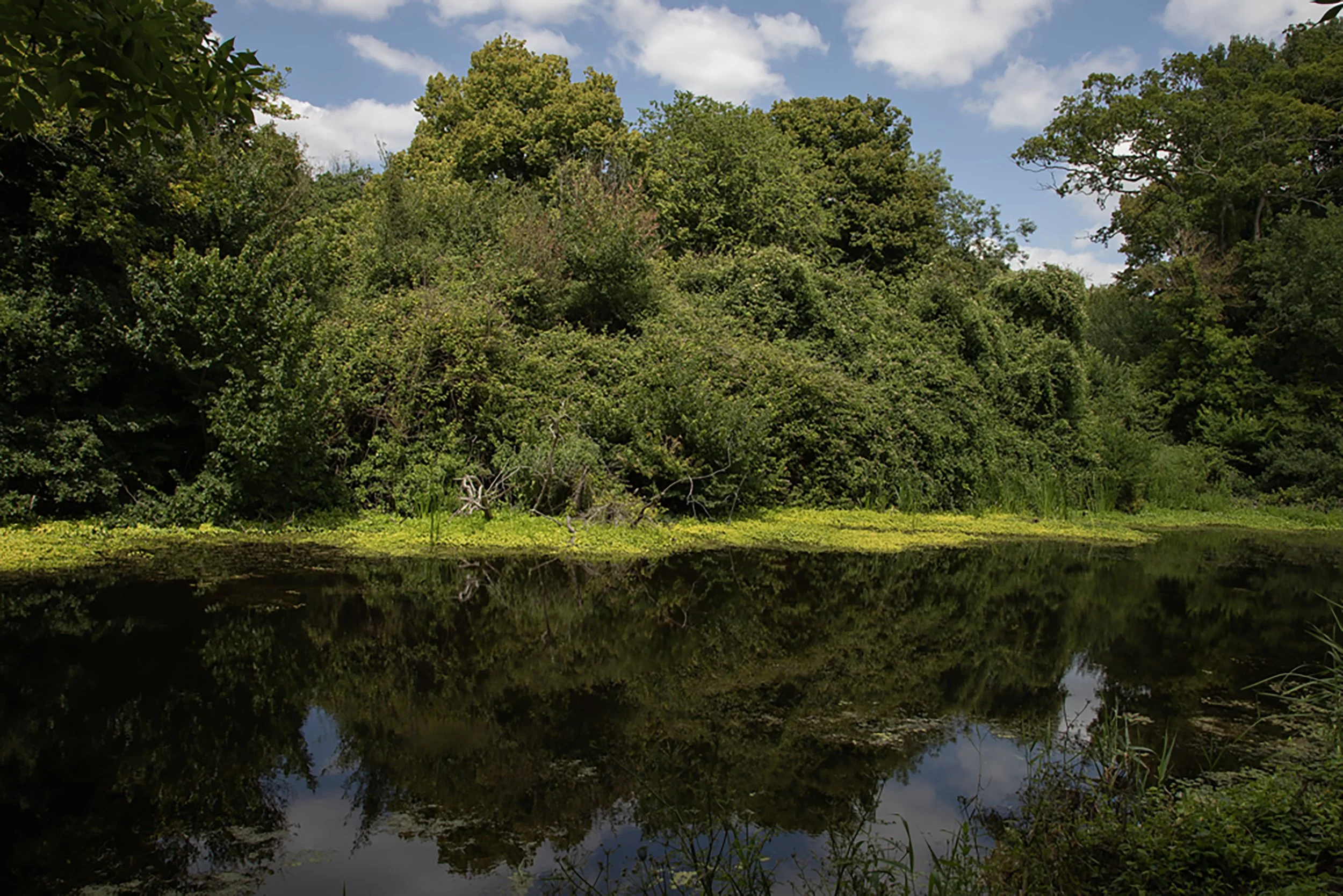 Reflections of trees at the Royal Military Canal at Hythe, Kent