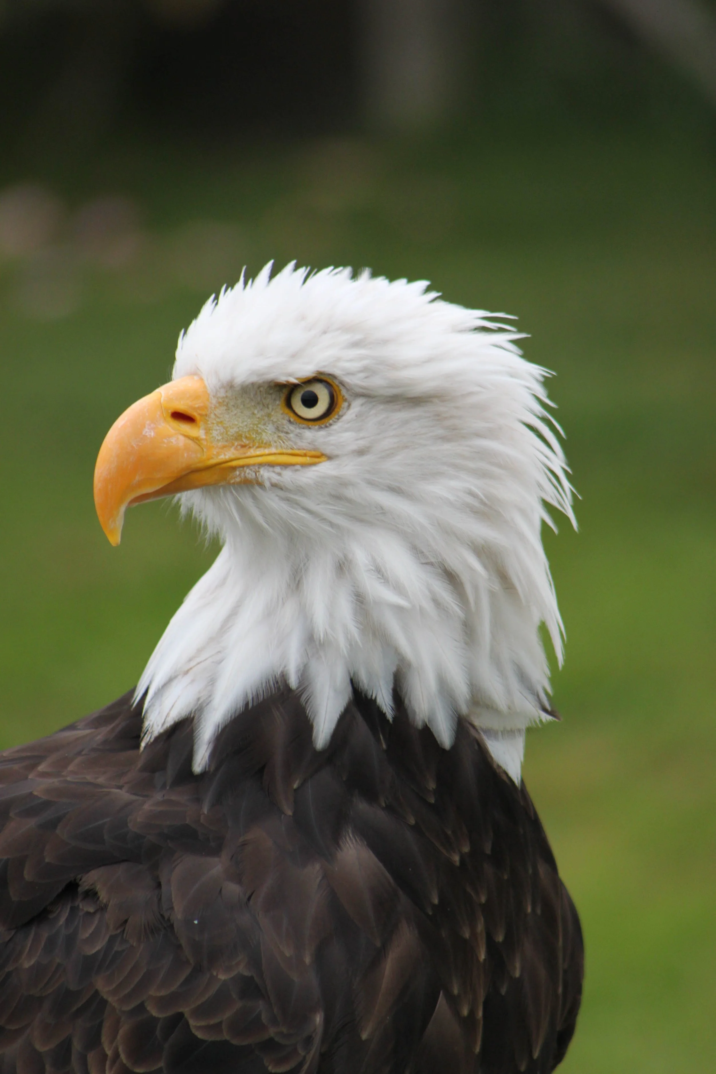 Bald Eagle (Haliaeetus leucocephalus)