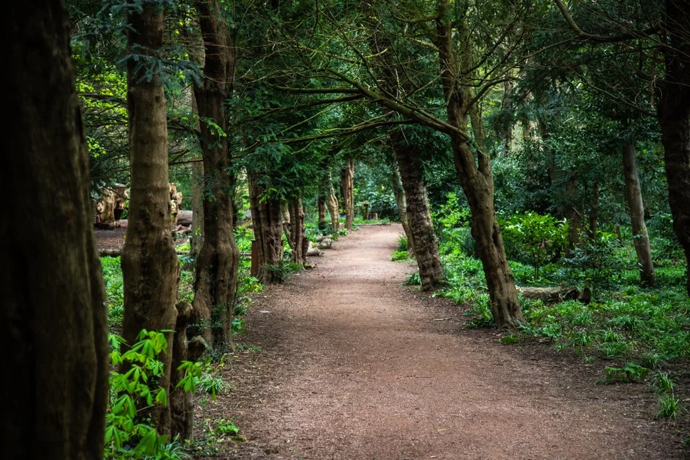 A walk in the woods at Walmer Castle, Deal, Kent