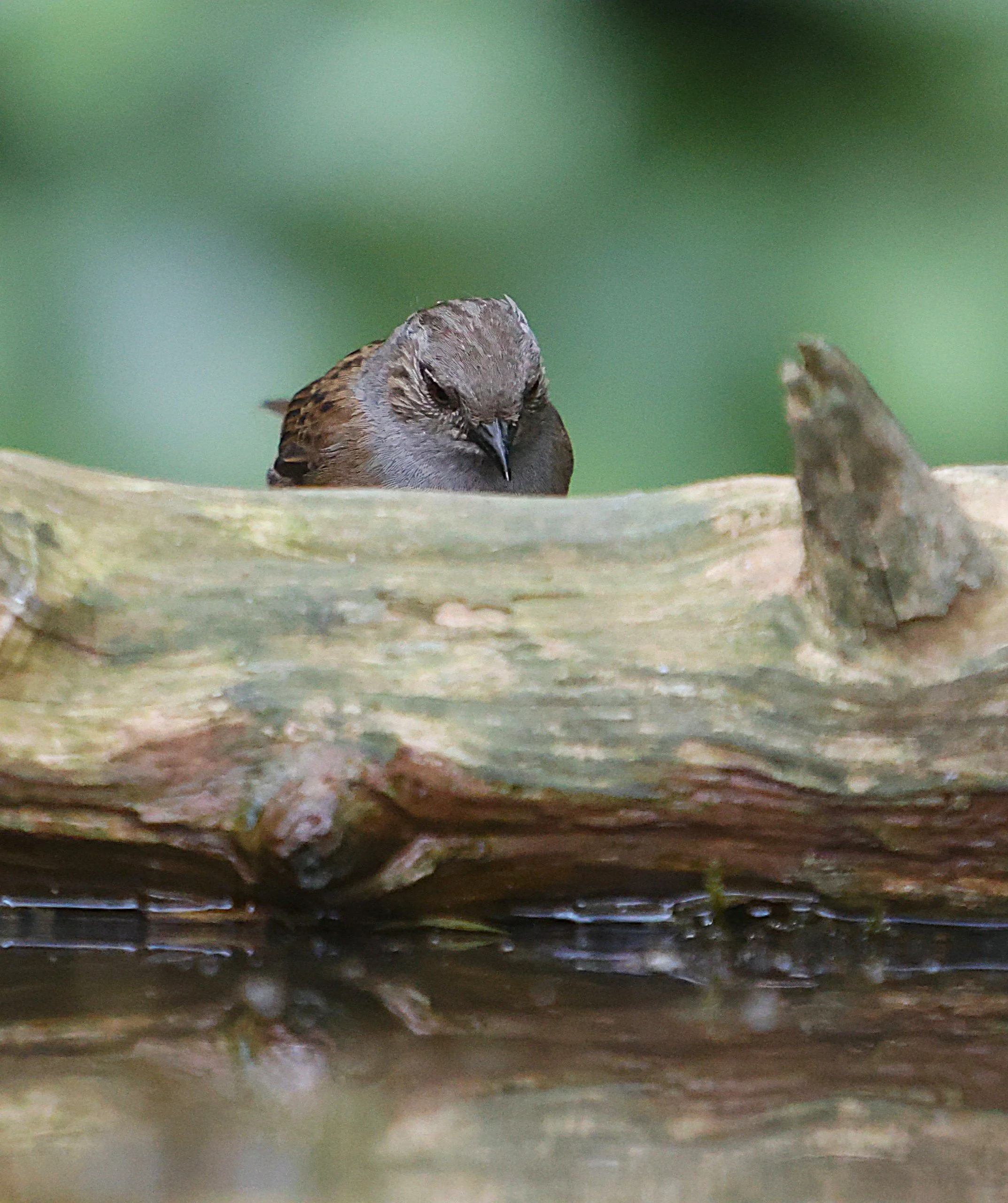 Female Blackbird - Kent Reflection Pool Hide, UK
