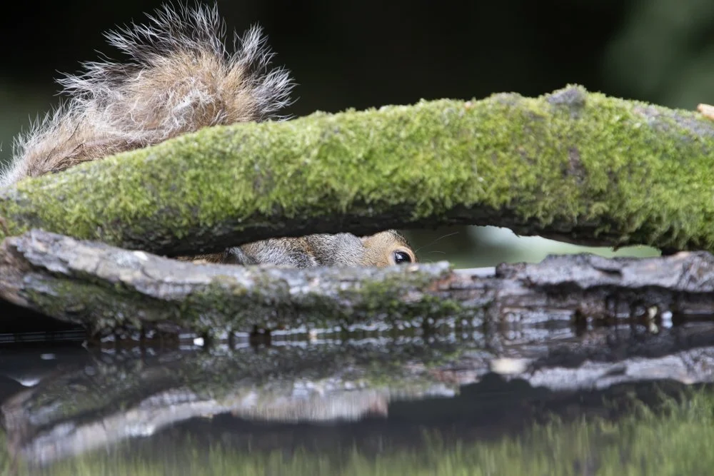 Grey Squirrel - Kent Reflection Pool Hide, UK