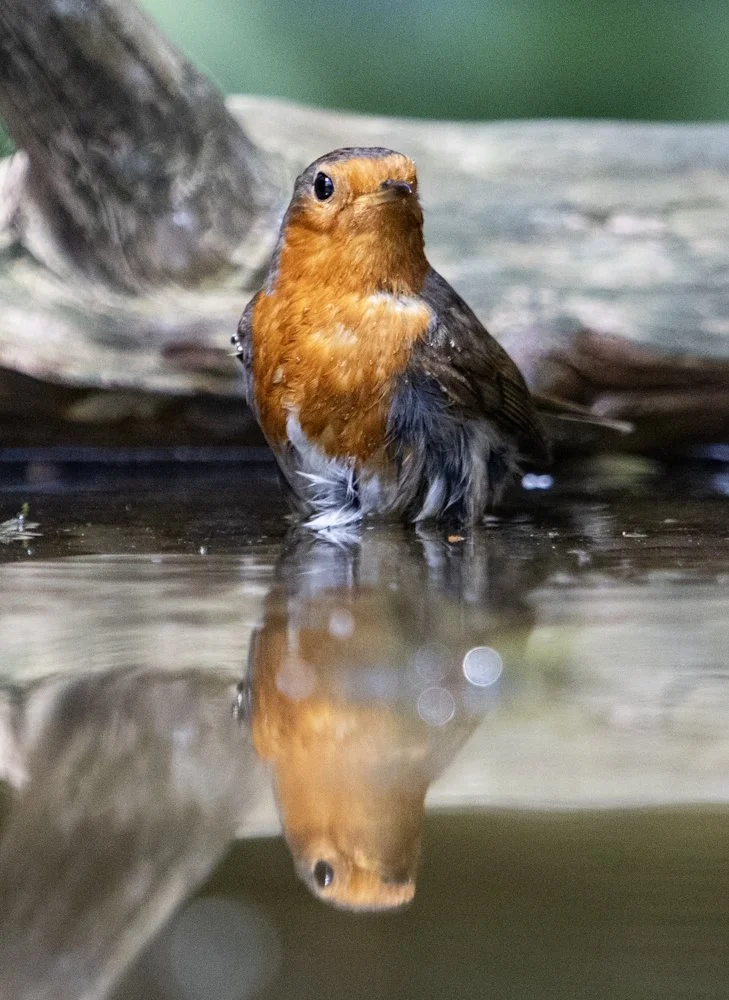 Robin - Kent Reflection Pool Hide, UK