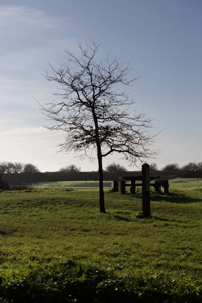 Lone tree on the banks of the Royal Military Canal - Hythe, Kent