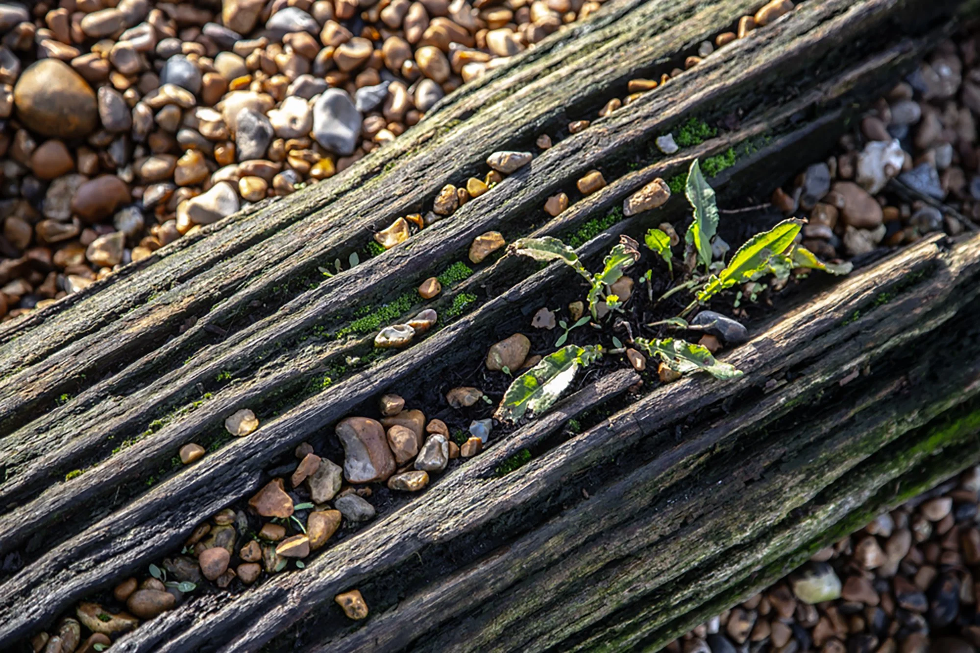 Surviving in harsh conditions