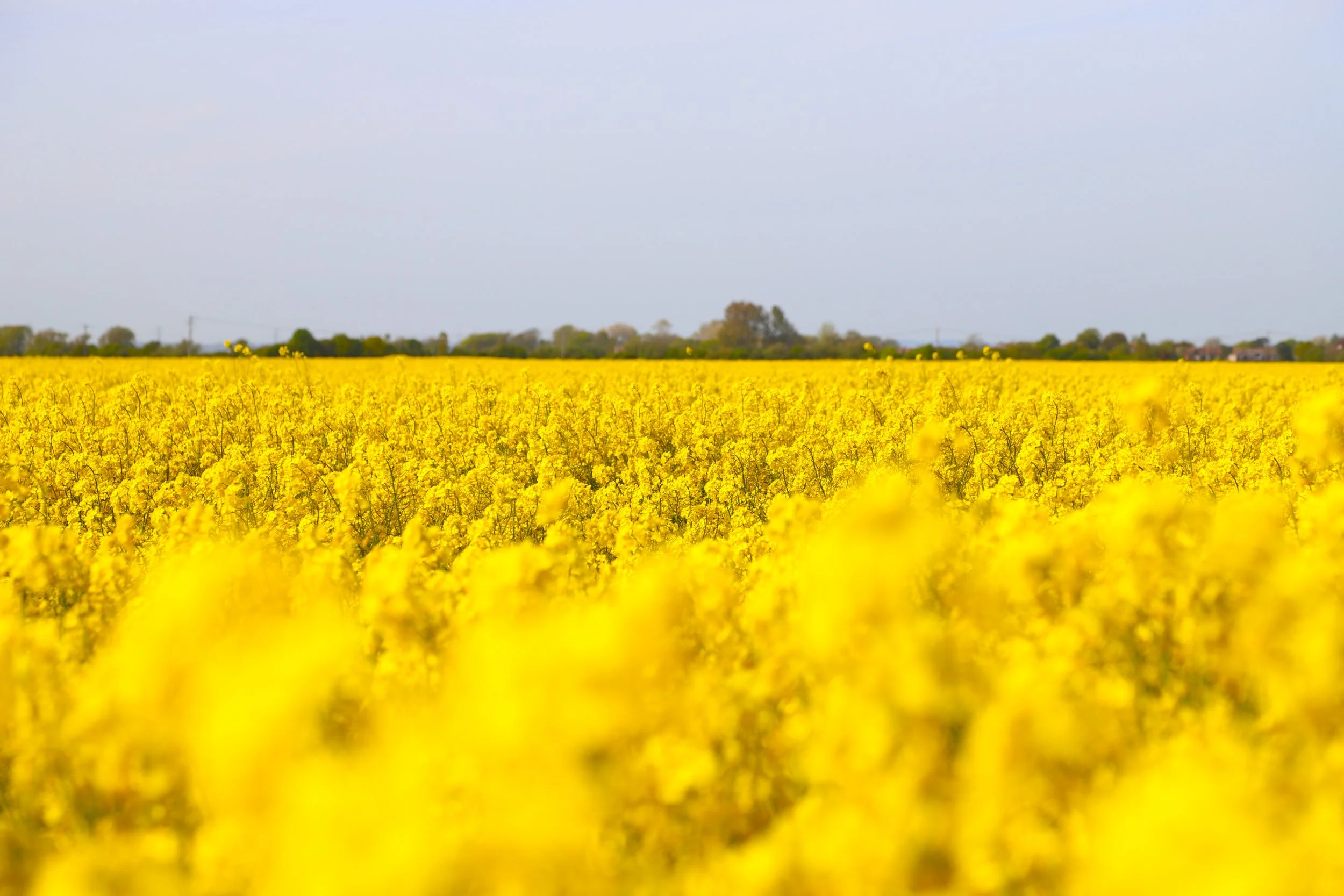 Field of Rape Seed at New Romney, Kent, UK