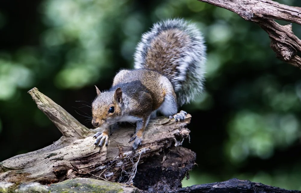 Grey Squirrel - Kent Reflection Pool Hide, UK