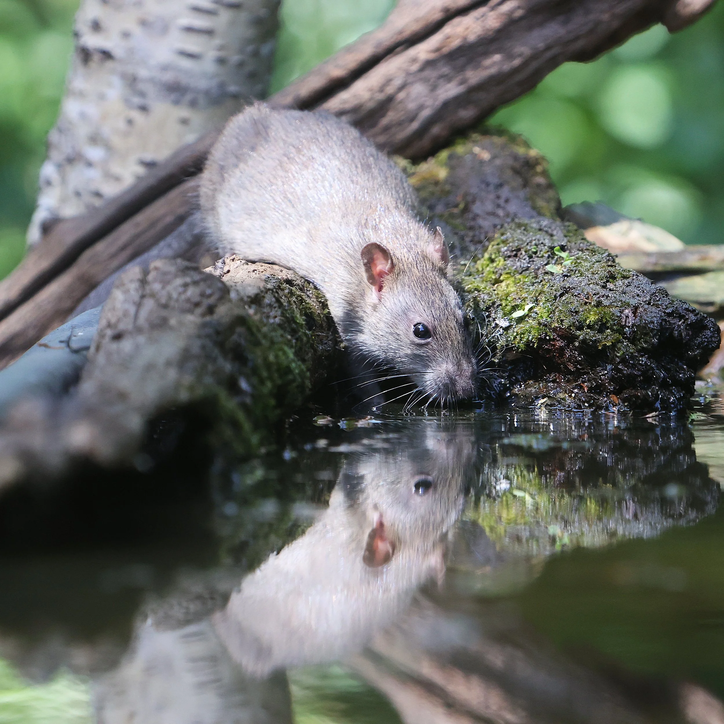 Rats at the water - Kent Reflection Pool Hide, UK