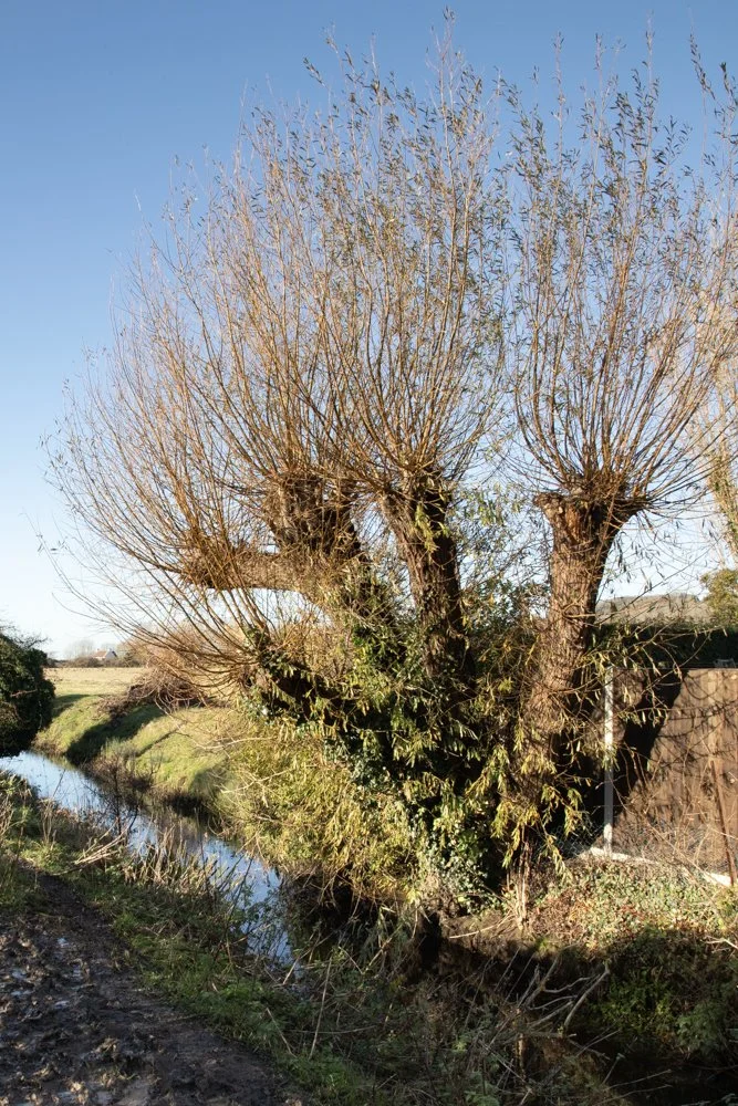 Trees in winter plumage