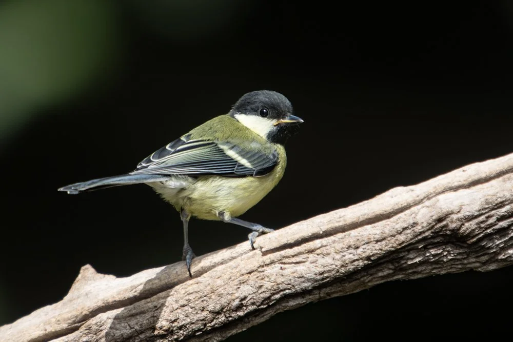 Wildlife