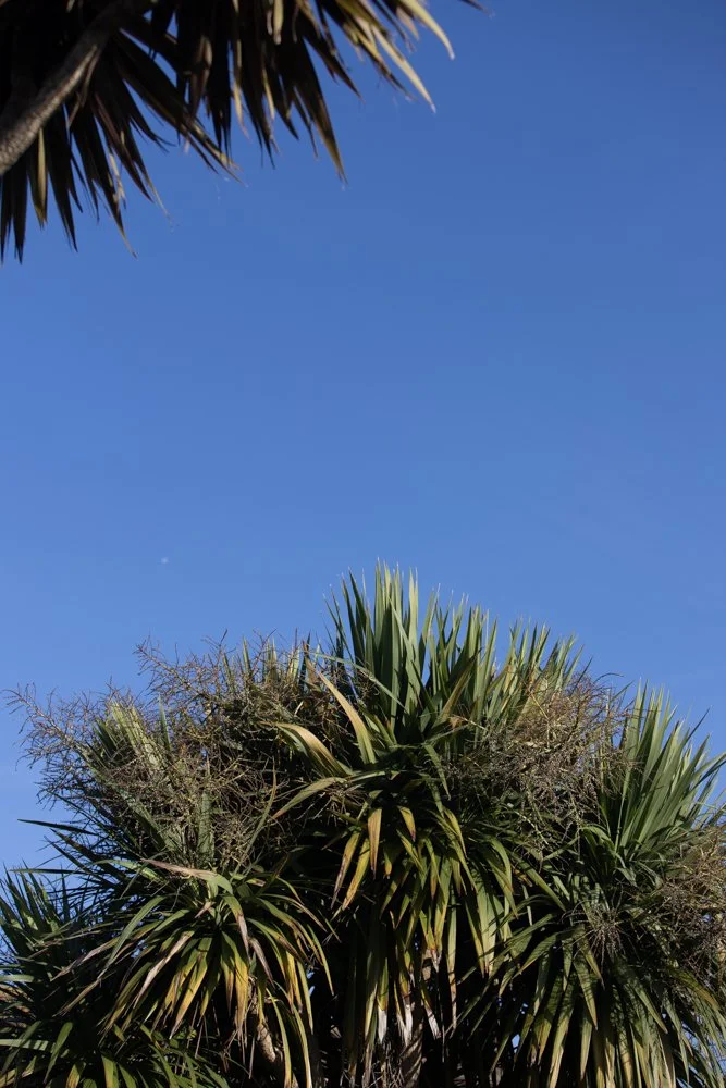 Date Palms in Hythe, Kent