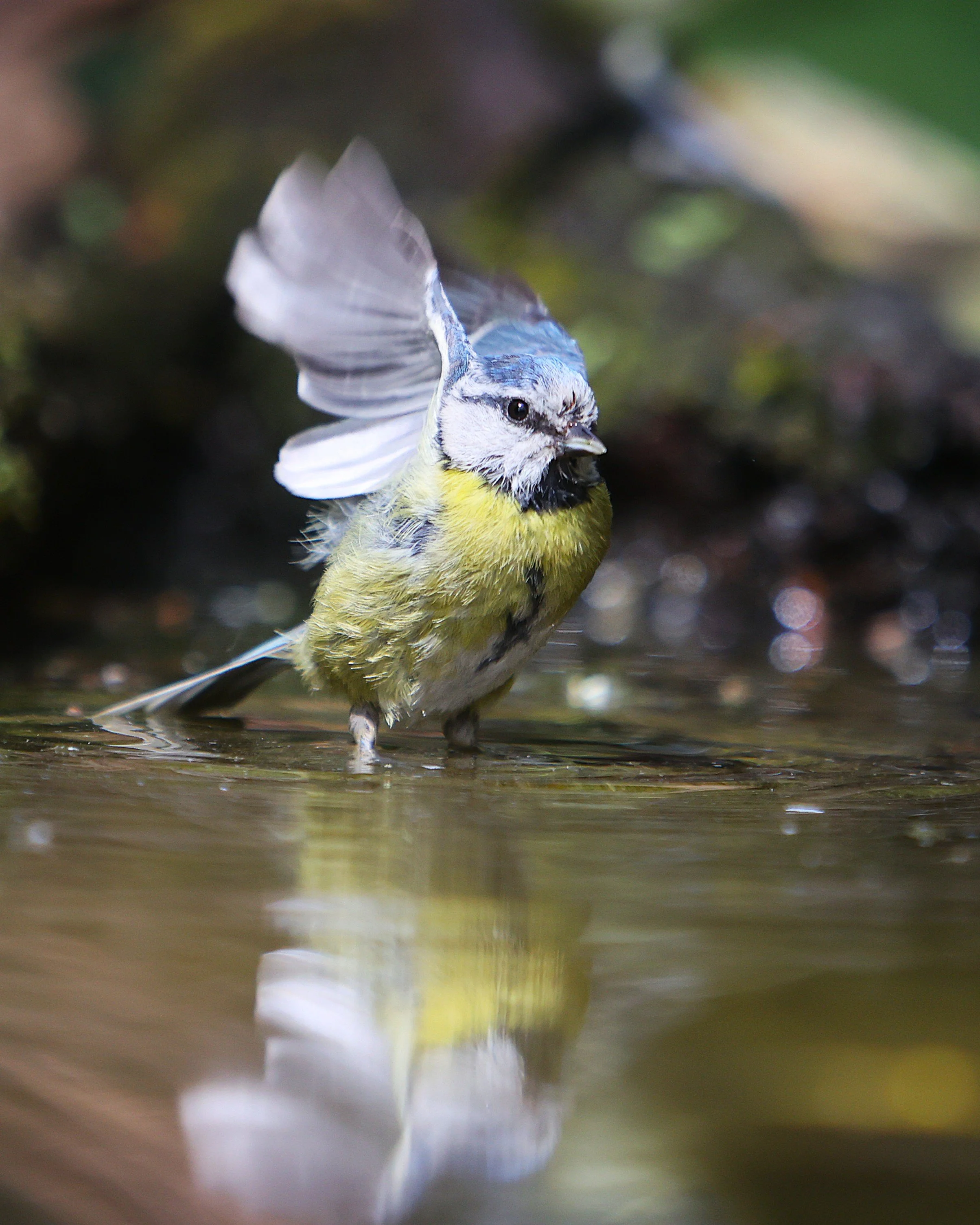 Great Tit - Kent Reflection Pool Hide, UK