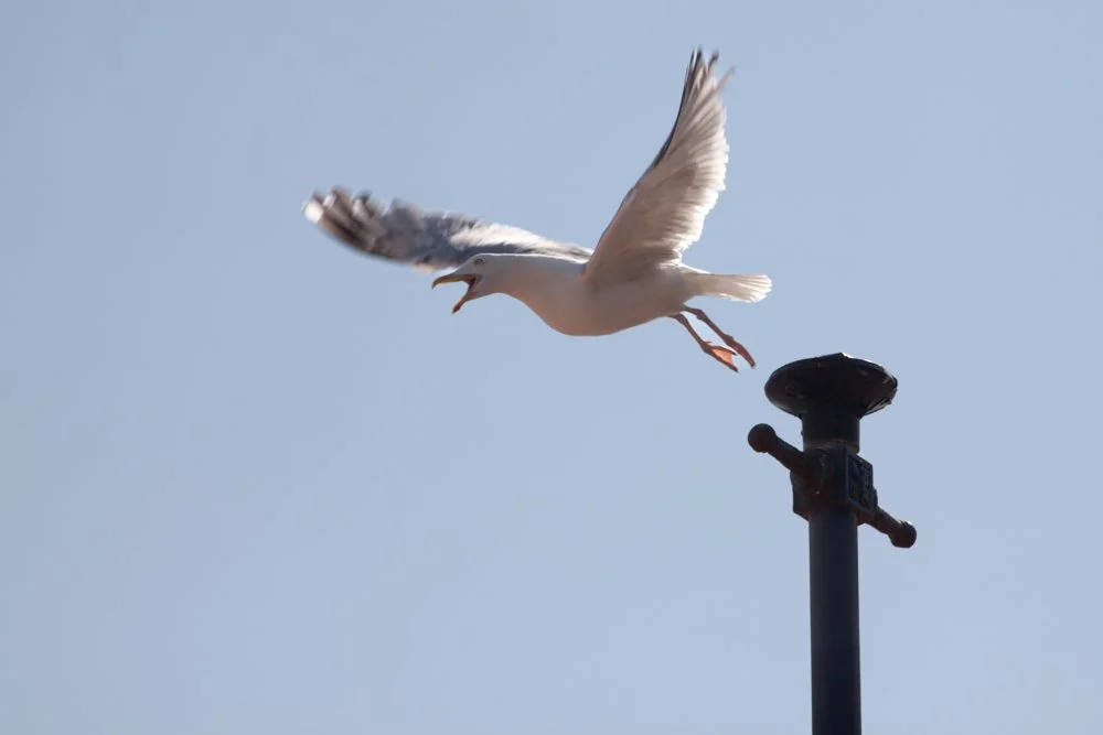 Gull Take-off
