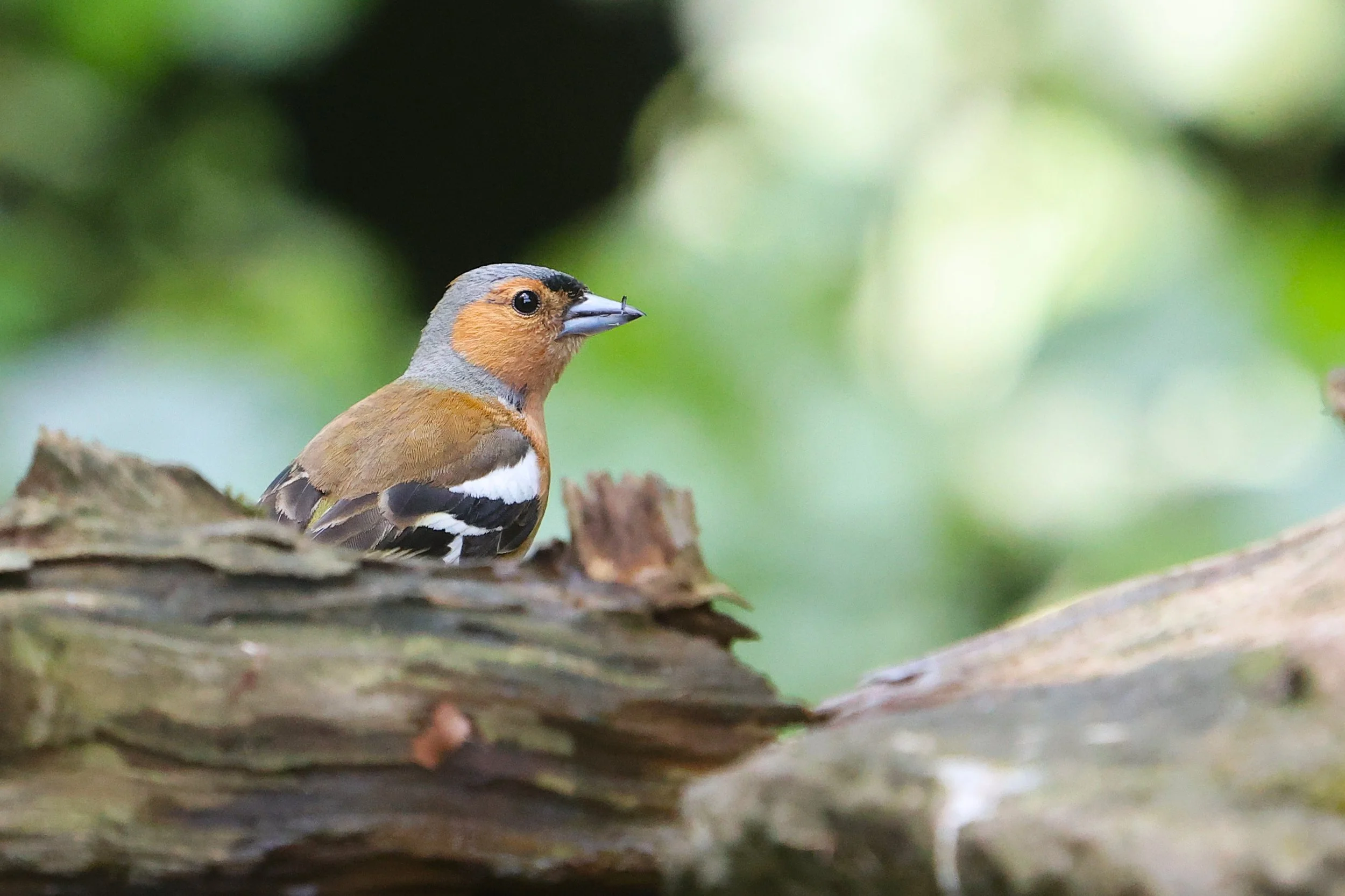Chaffinch - Kent Reflection Pool Hide, UK