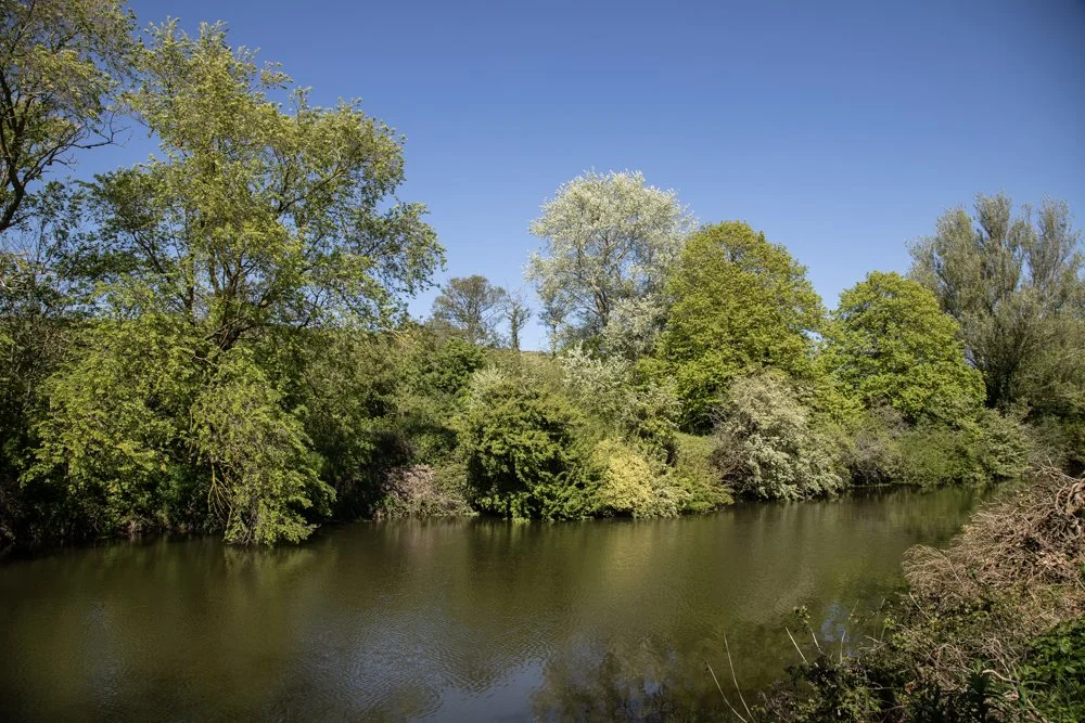 Trees on the Royal Military Canal Bank