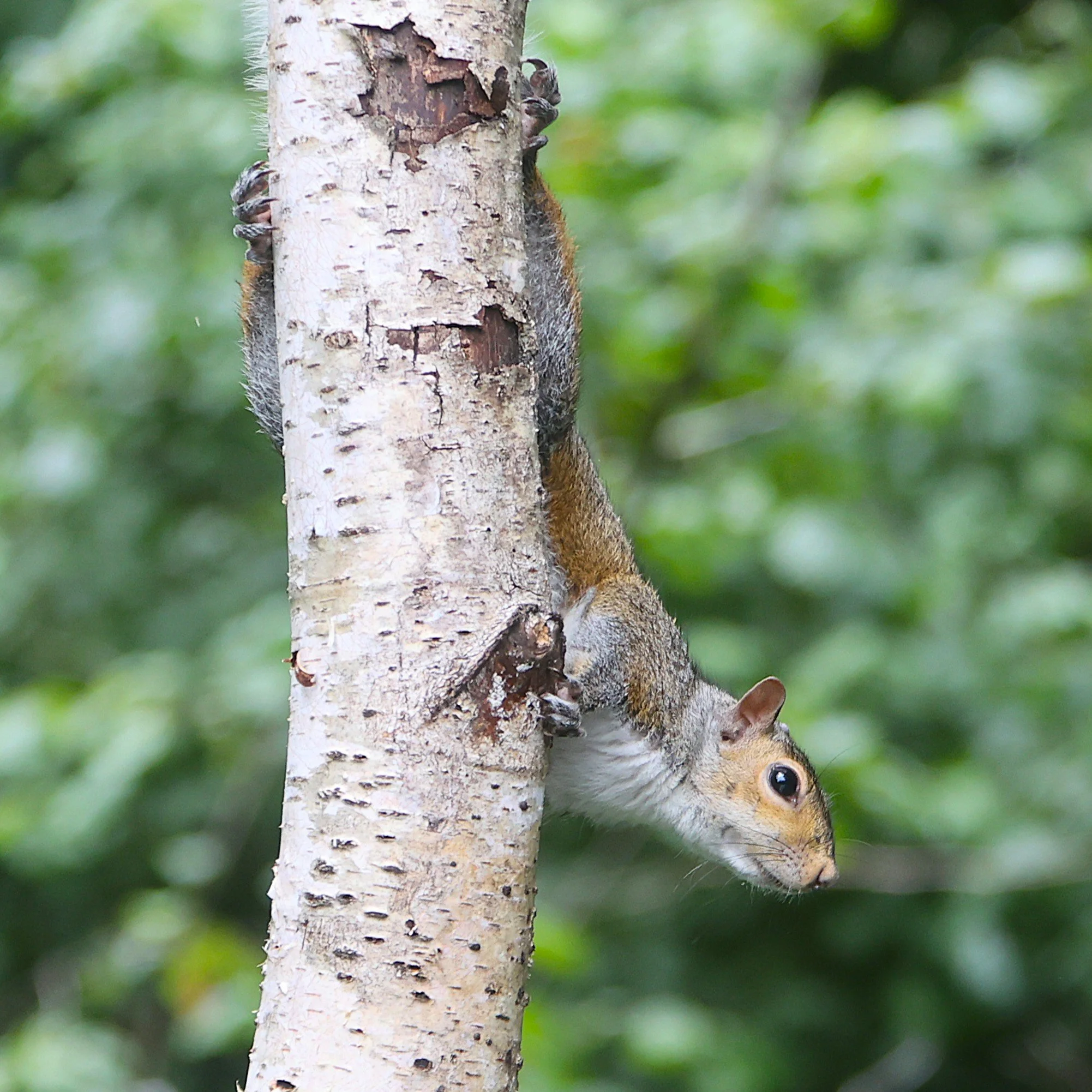 Grey Squirrel - Kent Reflection Pool Hide, UK