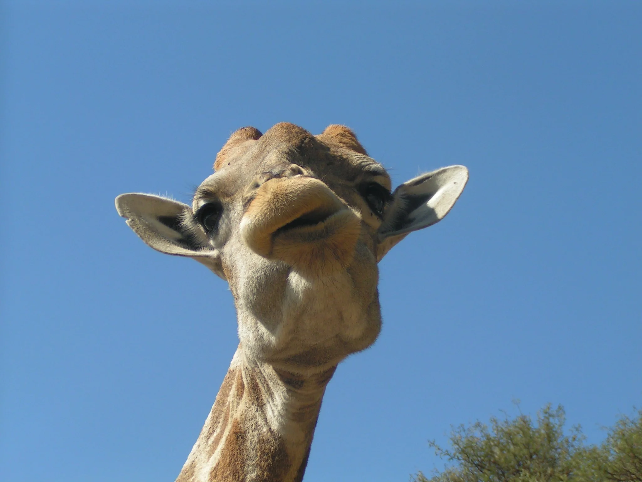 Giraffe - South Africa