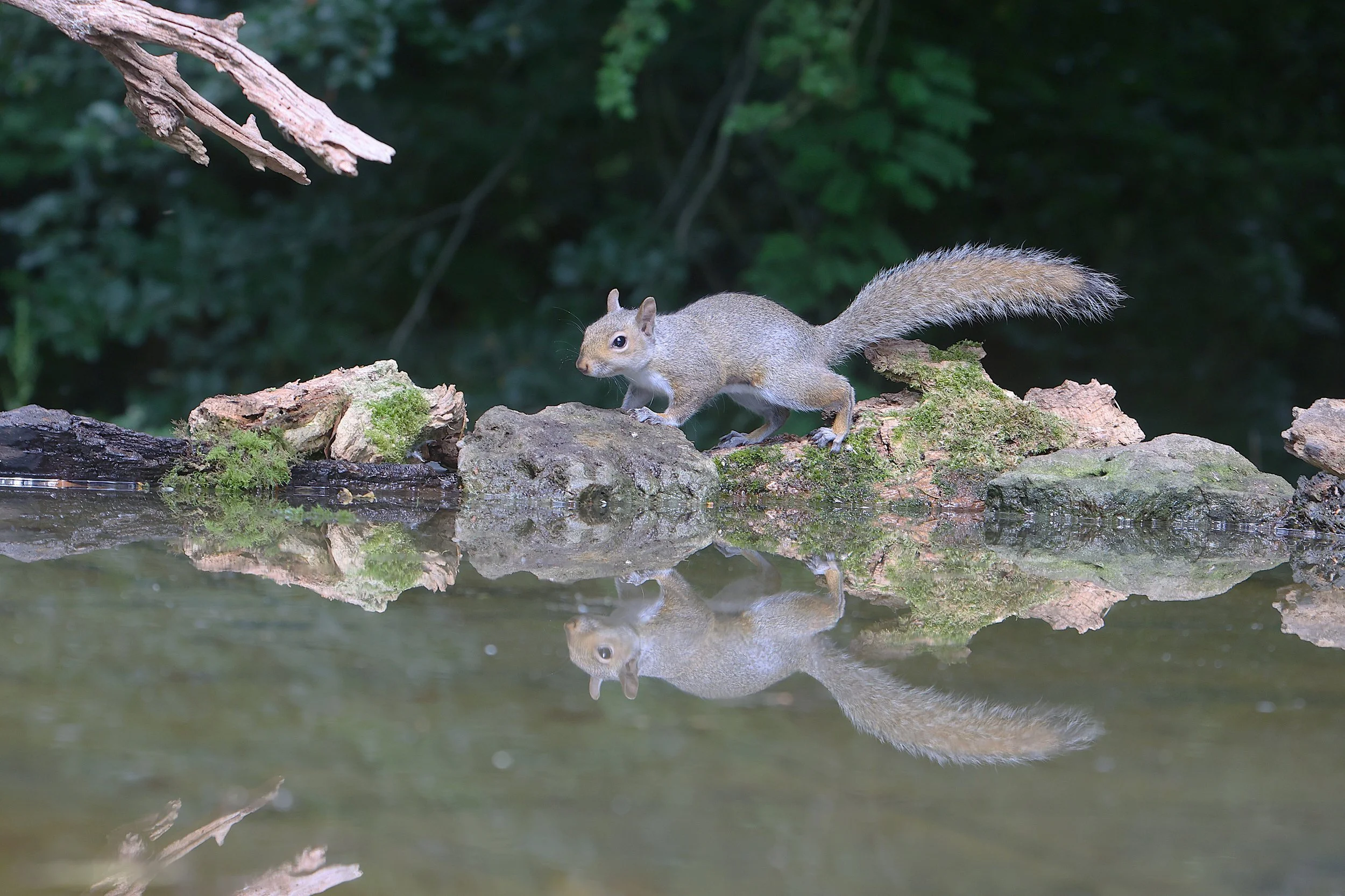 Grey Squirrel - Kent Reflection Pool Hide, UK