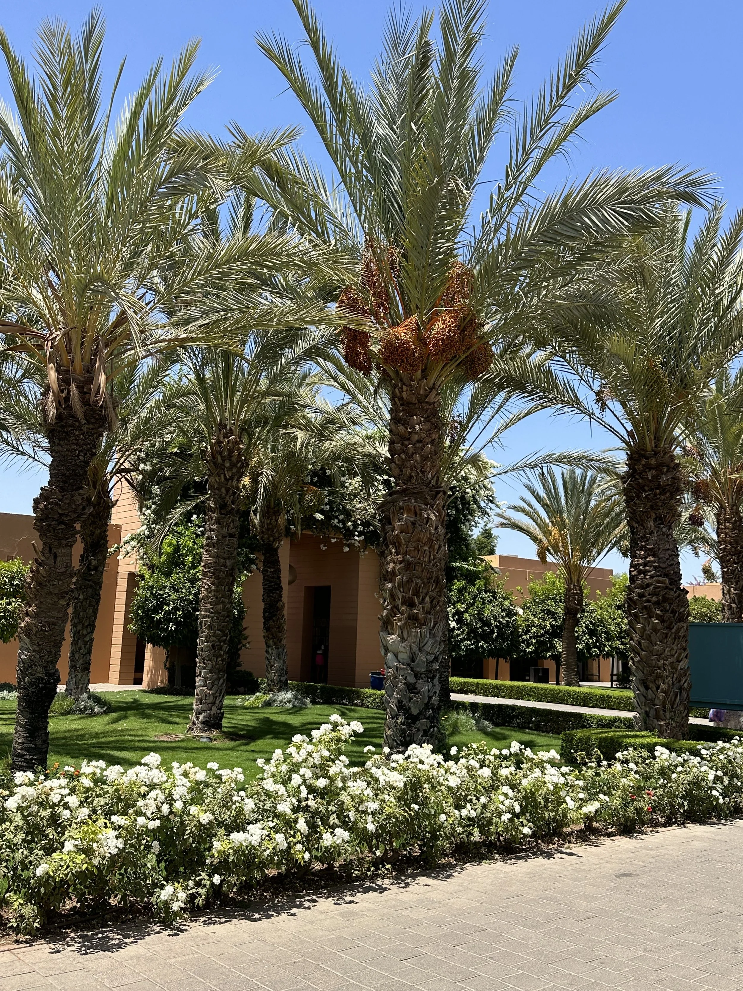 Date Palm in Marrakech, Morocco