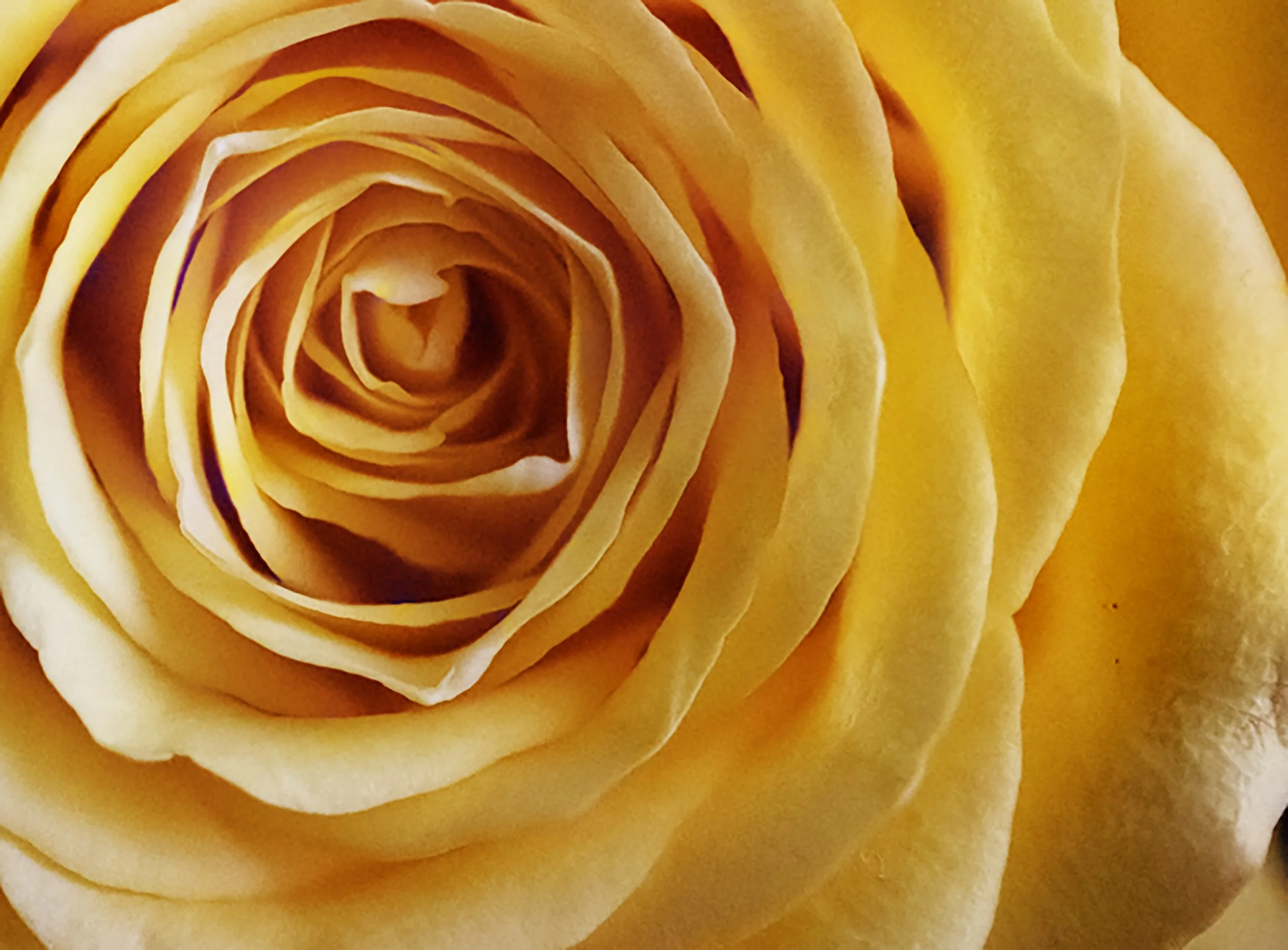 Yellow Rose (stacked image)