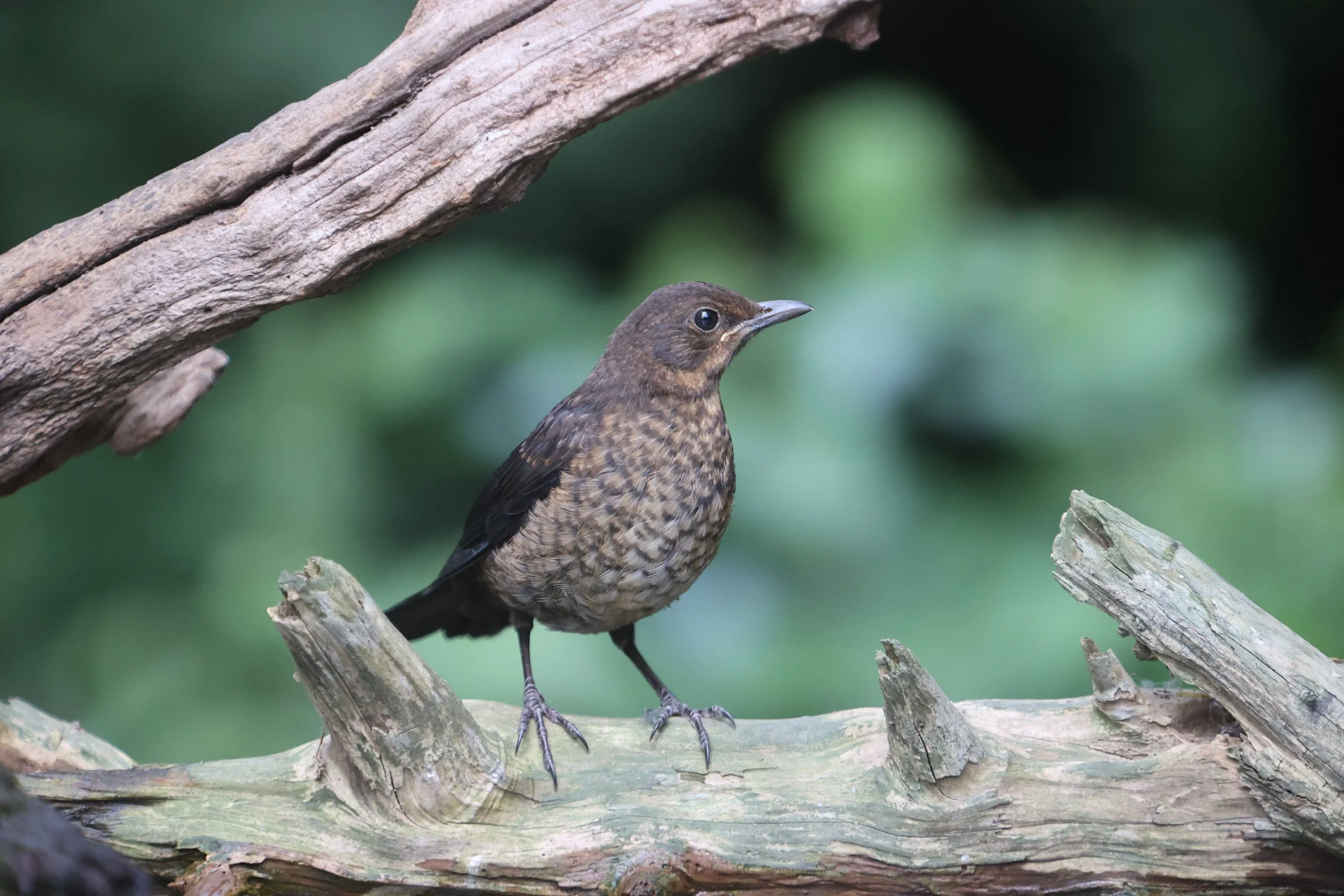 Female Blackbird - Kent Reflection Pool Hide, UK