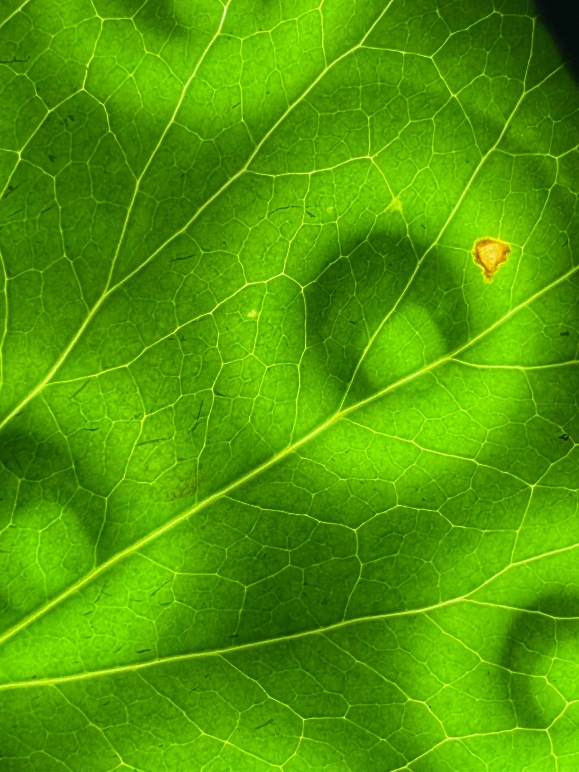 Abstract Leaf