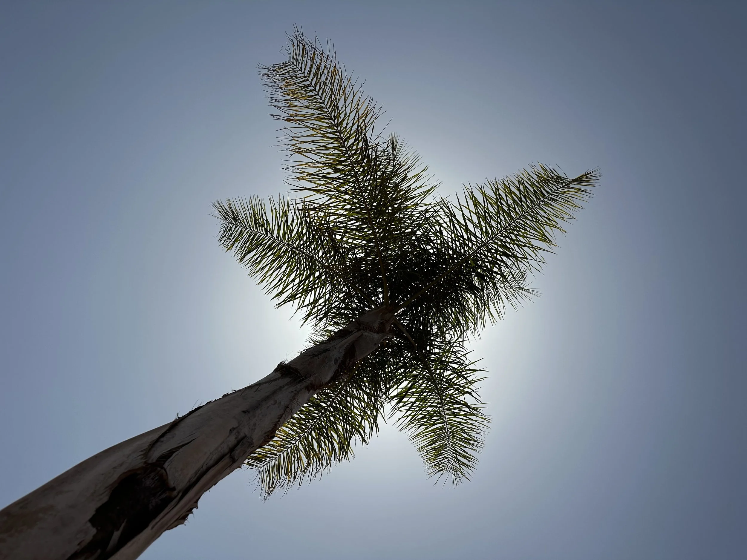 Palm tree, Marrakech, Morocco
