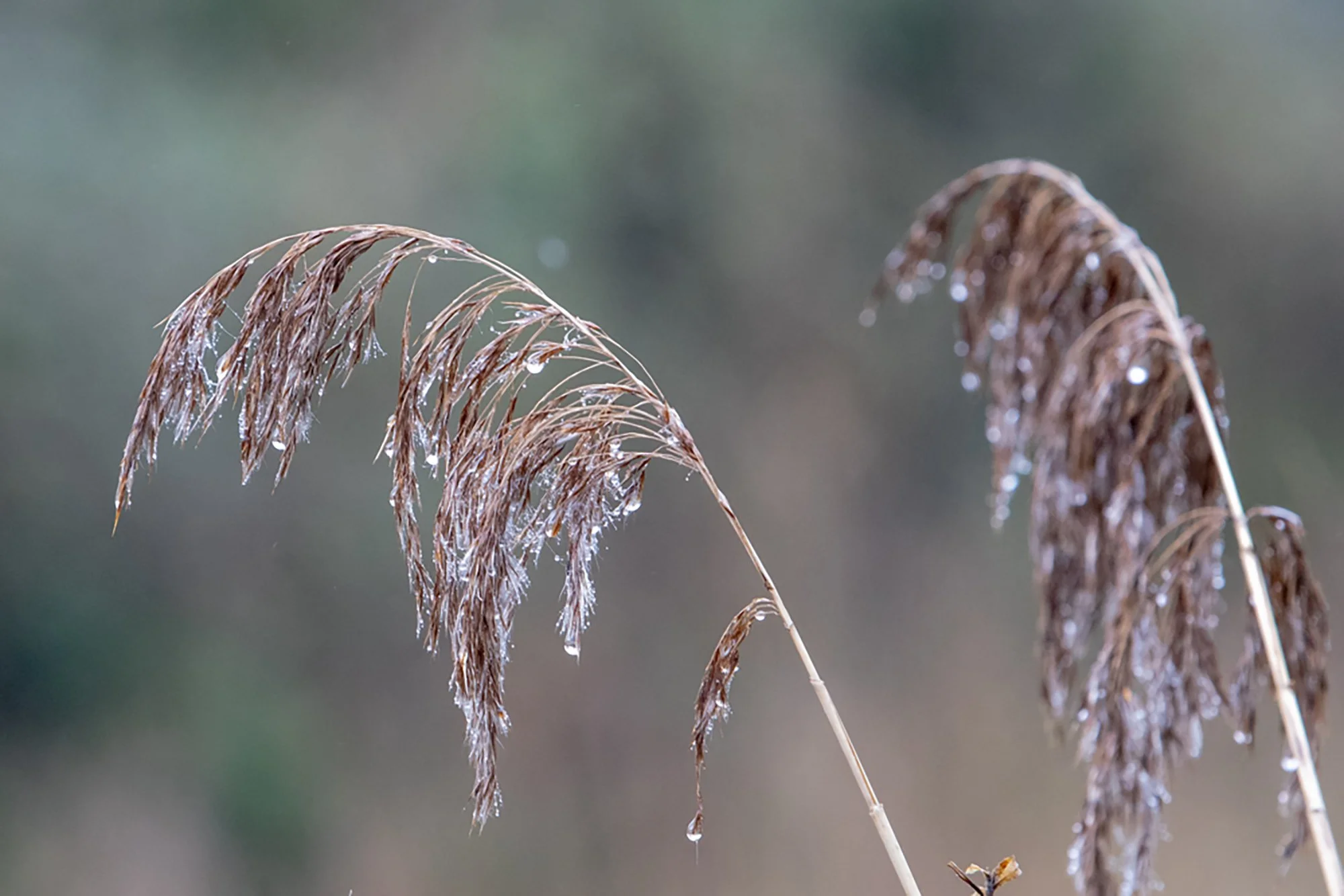 Wet Grasses