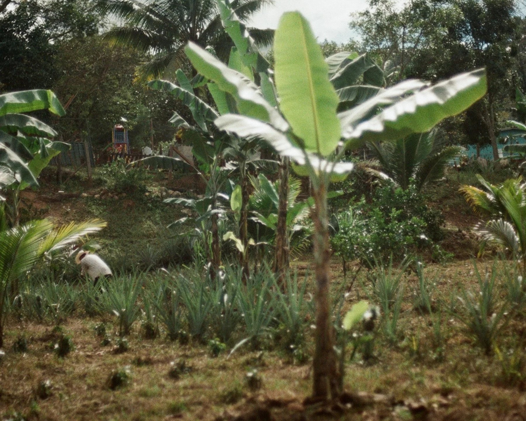agricultural-impacto-social-agricultura-honduras-latinoamerica-ngo-impacto-social.jpg