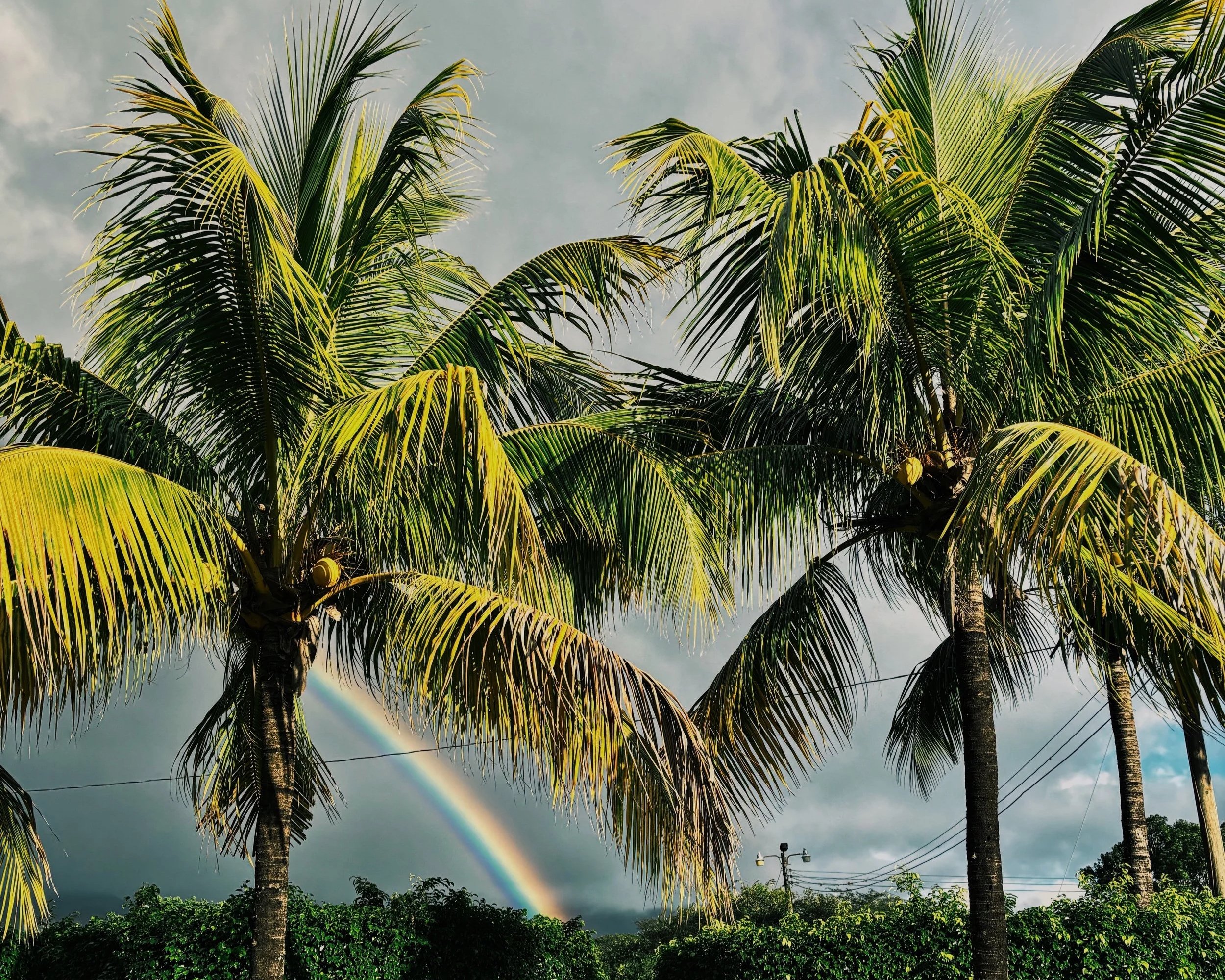 palmeras-palm-tree-honduras-america-arcoiris.jpg