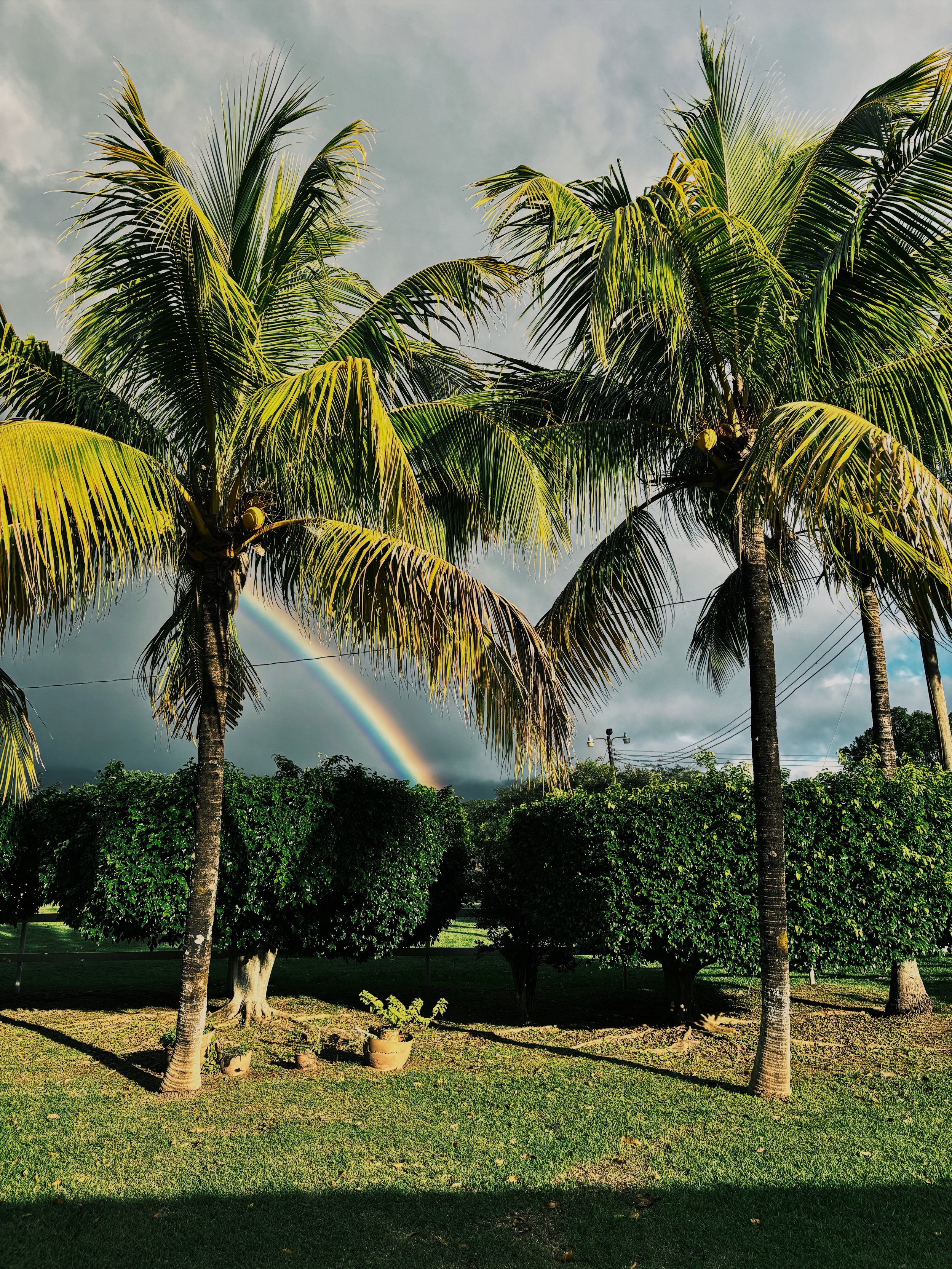 Palmeras altas y arbustos en un jardín, con arcoíris en un cielo nublado.