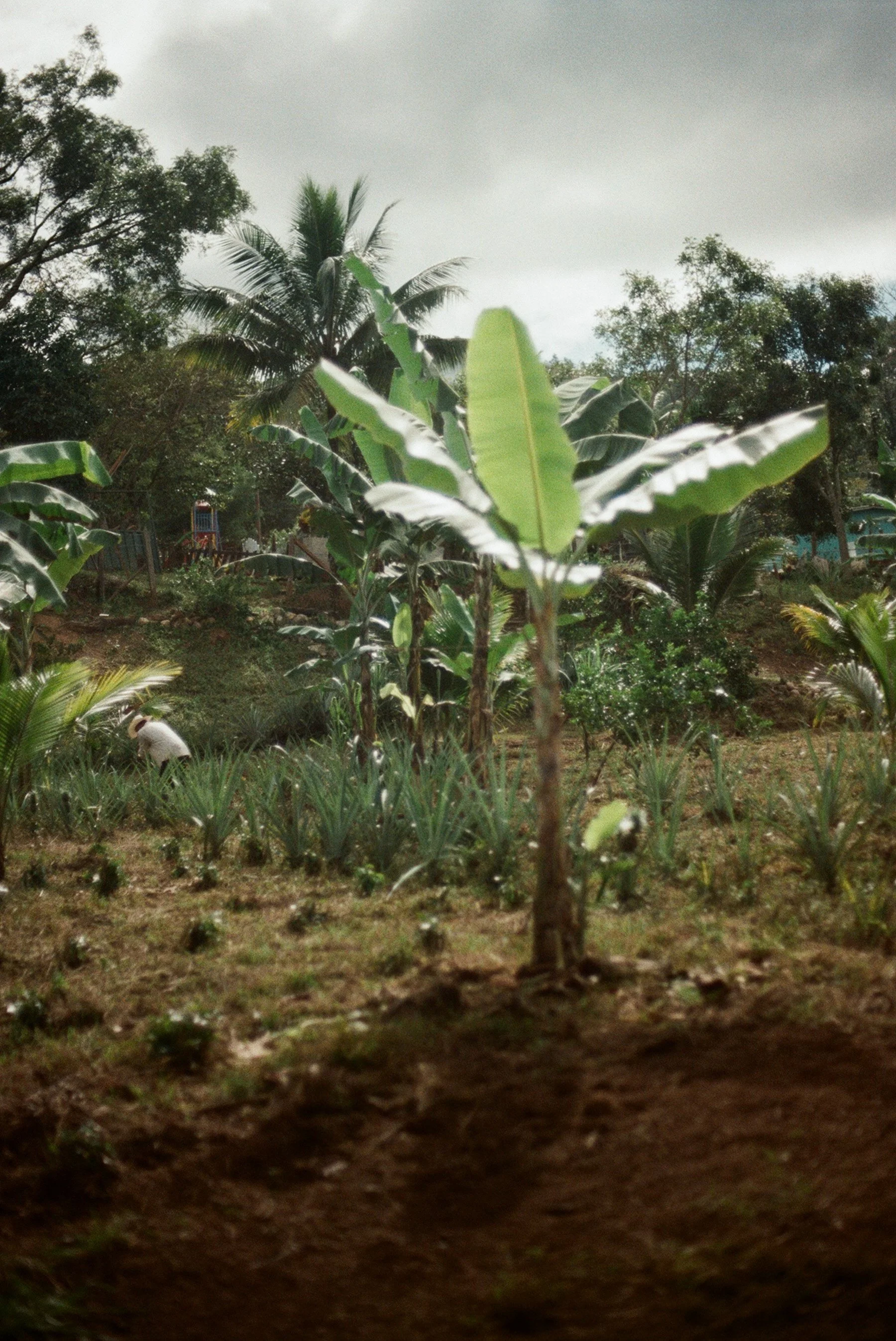 Tierra con plantas de plátano y otras plantas tropicales, árboles en el fondo y cielo nublado.