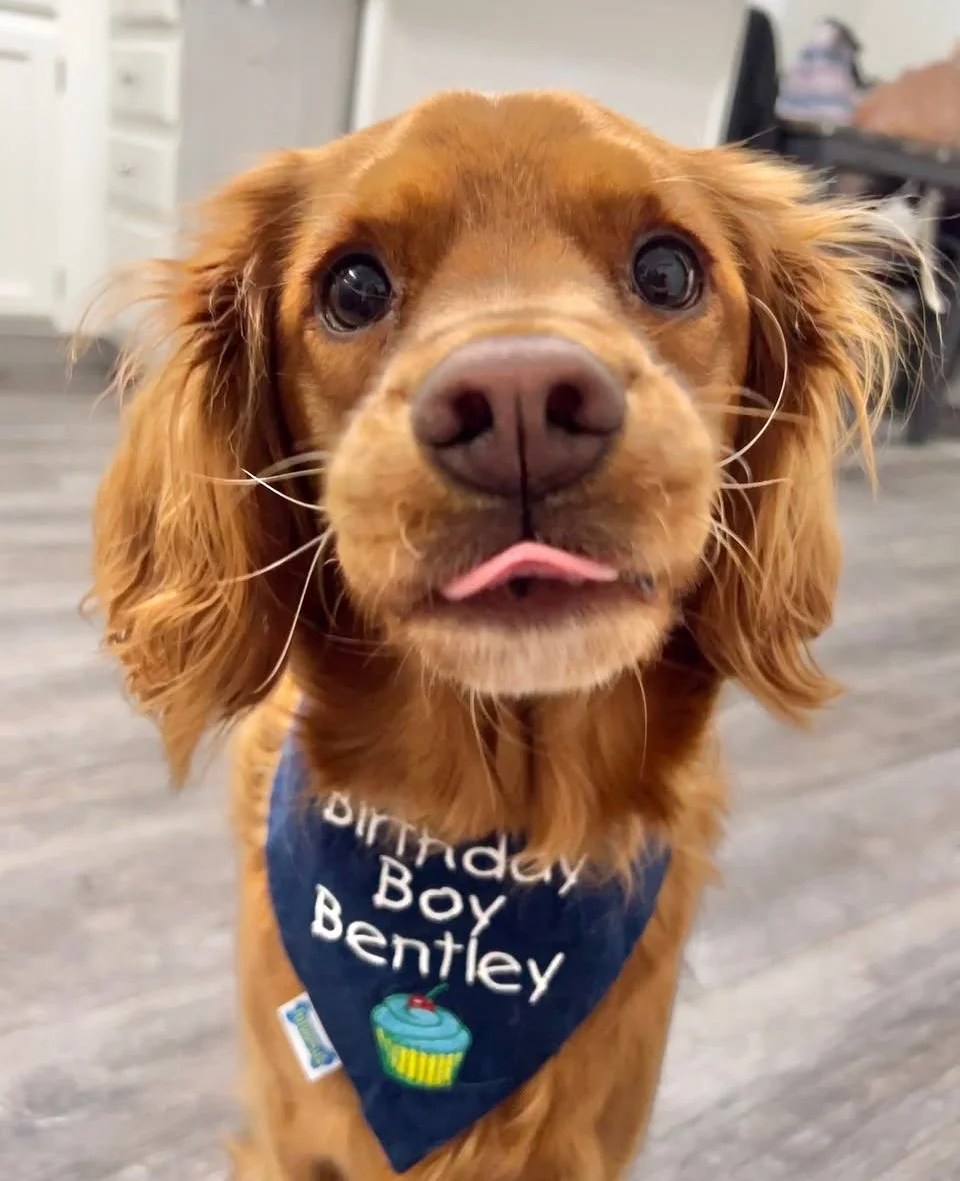 Golden Cavalier King Charles Spaniel puppy with shiny golden coat wearing a birthday bandana indoors, adorable Golden Retriever crossbreed and affectionate designer family companion dog."