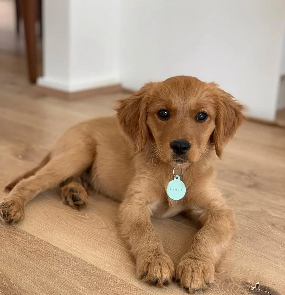 "Cute Golden Cavalier King Charles Spaniel puppy with soft golden coat lying on wooden floor indoors, adorable Golden Retriever crossbreed and affectionate designer family dog."