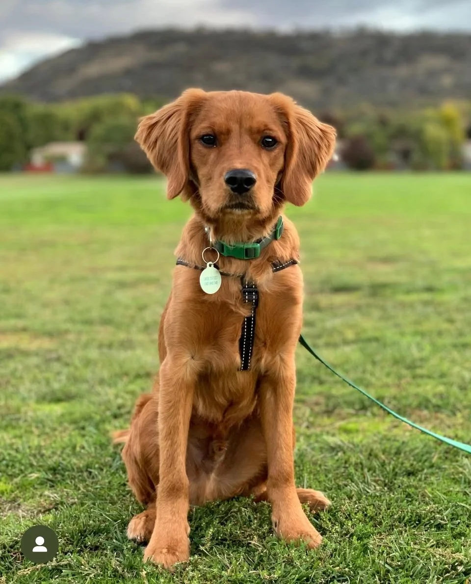 "Golden Cavalier King Charles Spaniel puppy with a shiny golden coat sitting on grass in a park, adorable Golden Retriever cross and loving designer family dog."