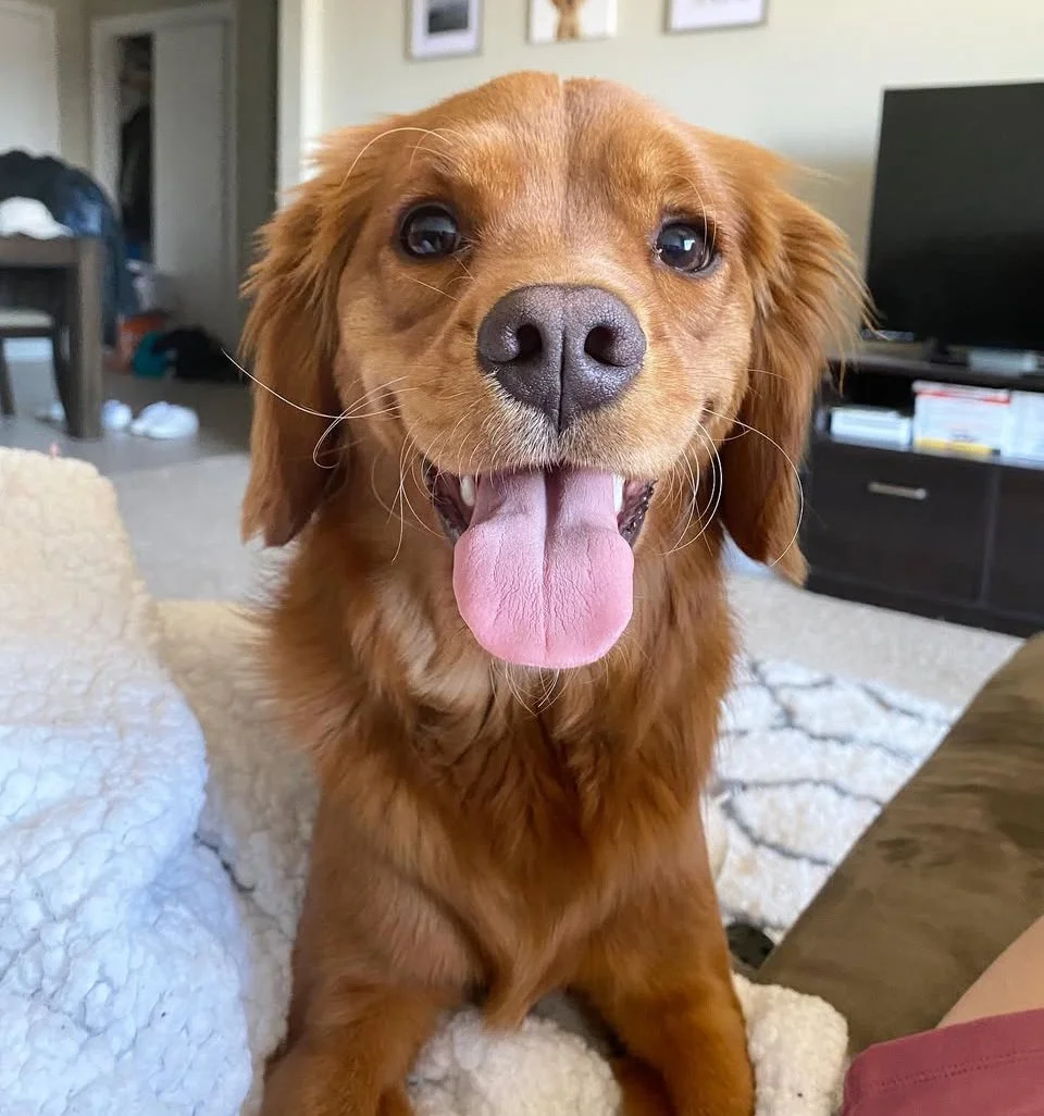 "Adorable Golden Cavalier King Charles Spaniel puppy with shiny golden coat and happy expression indoors, cute Golden Retriever crossbreed and affectionate designer family companion dog."