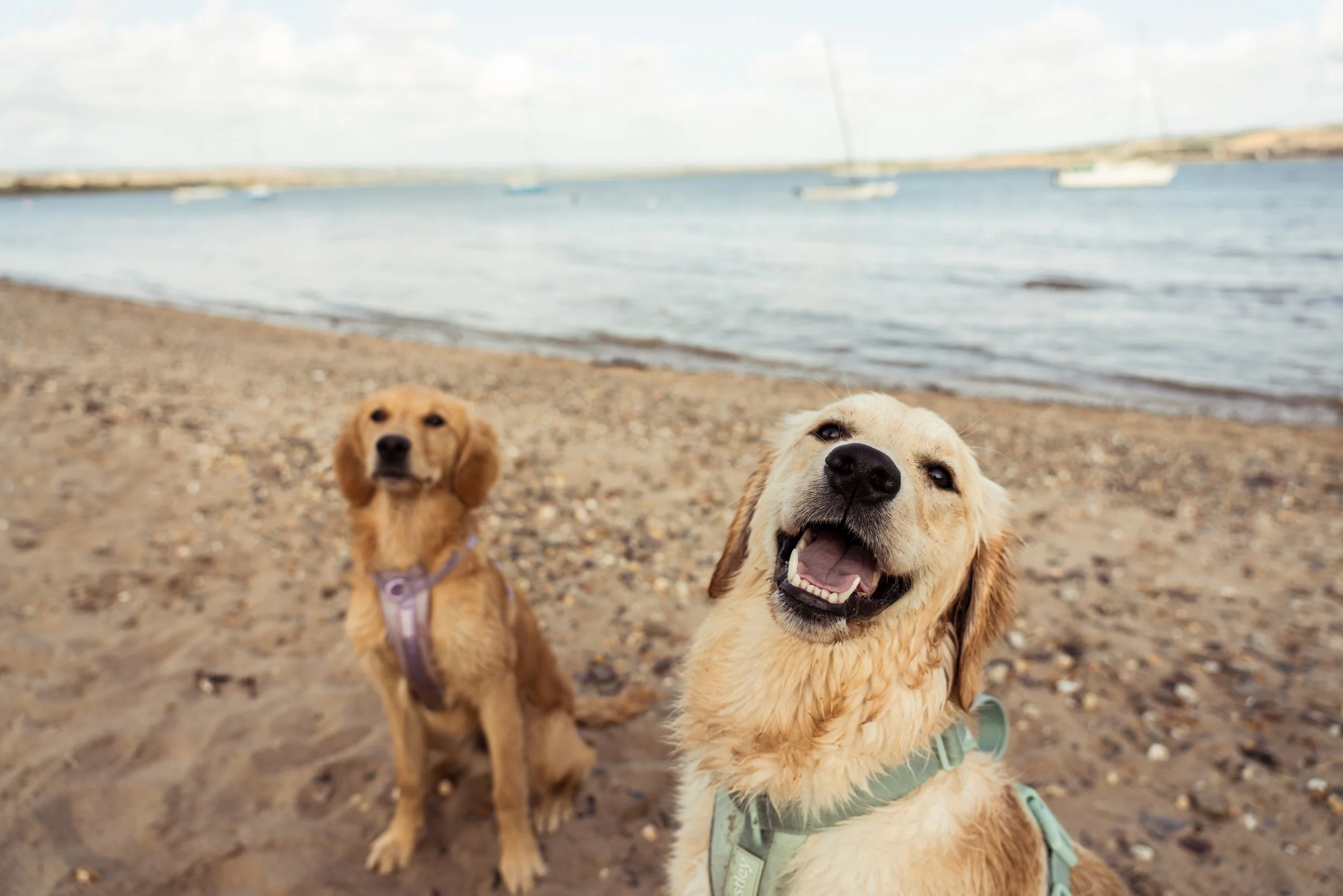 Two golden retrievers on a sandy beach with a body of water and boats in the background, one smiling with its mouth open and the other sitting calmly.