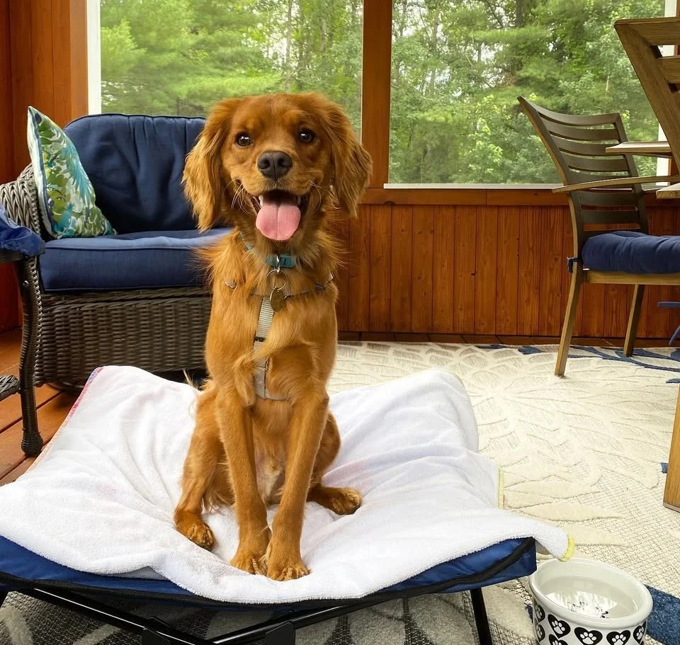 Happy Golden Cavalier King Charles Spaniel puppy with shiny golden coat sitting indoors on a dog bed, adorable Golden Retriever crossbreed and affectionate designer family companion dog."