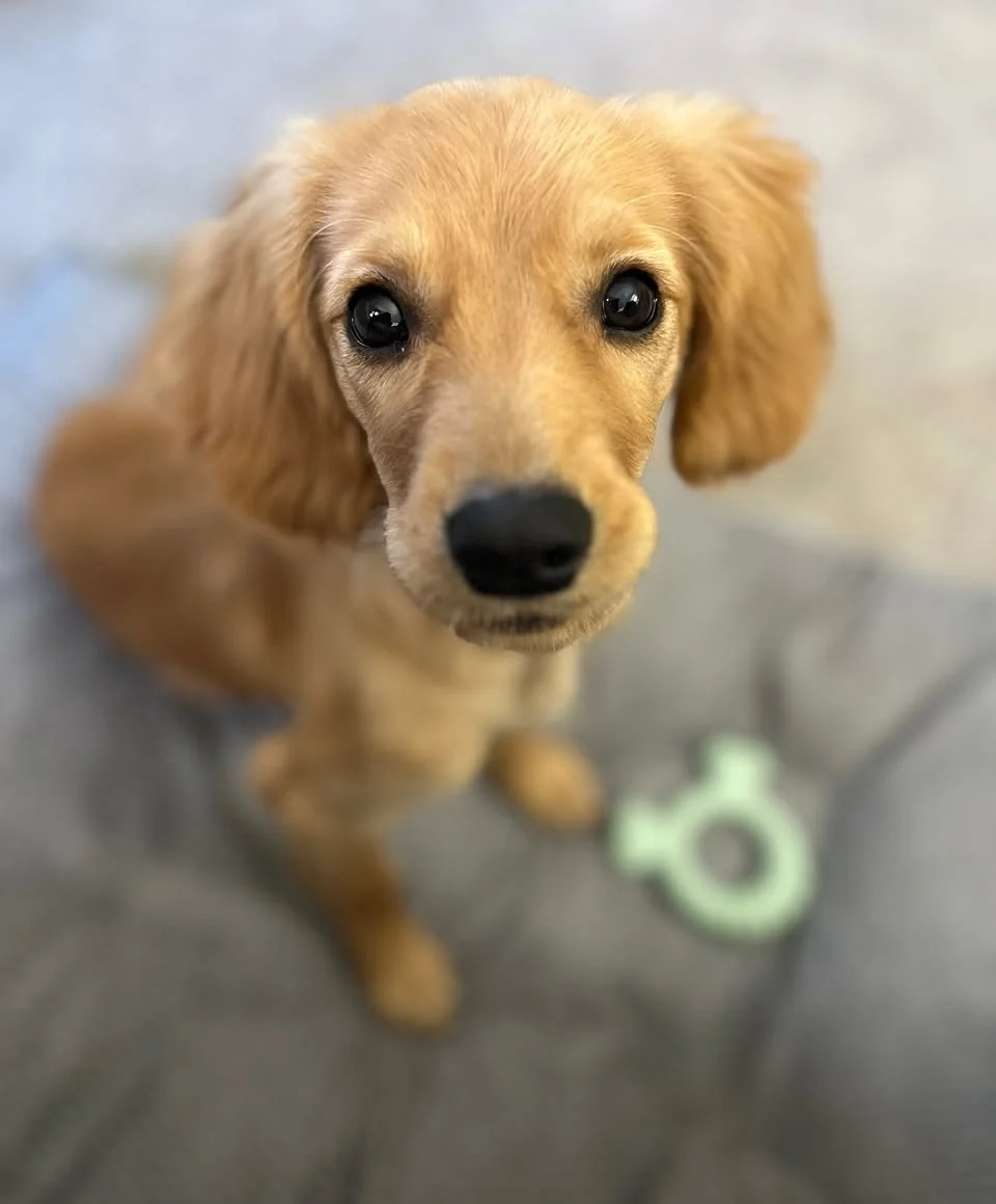 A close-up of a young golden retriever puppy with big dark eyes, looking up at the camera, standing on a tiled floor with a green chew toy nearby.
