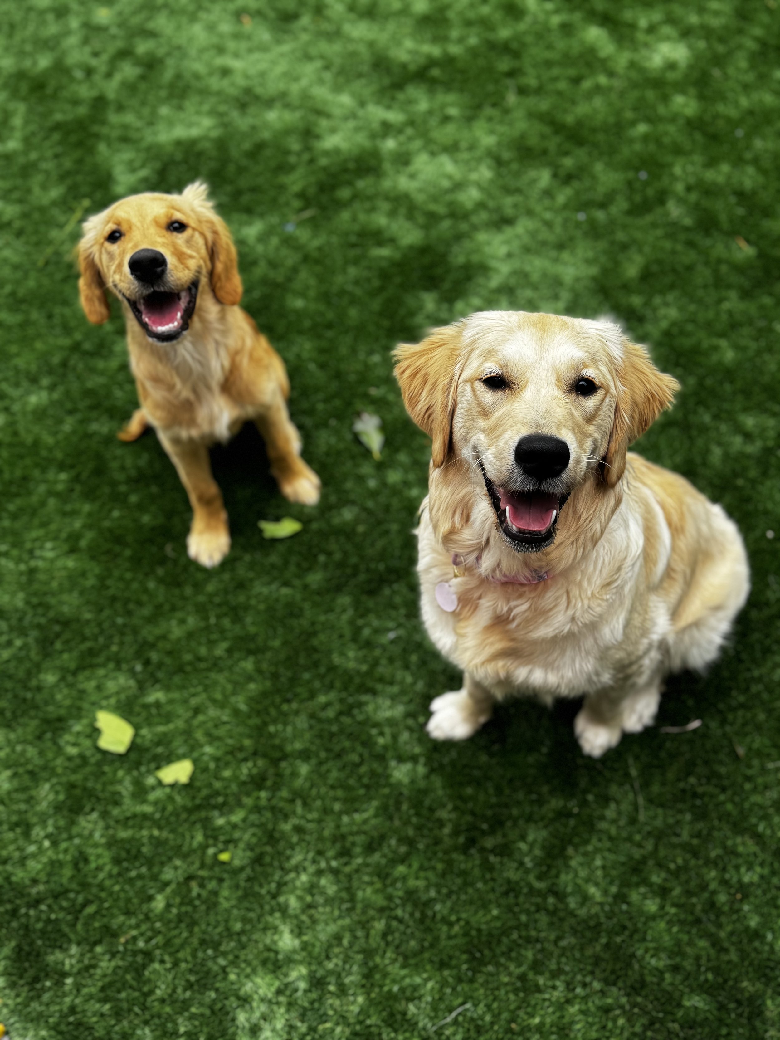 Two golden retriever puppies sitting on green grass looking up smiling.