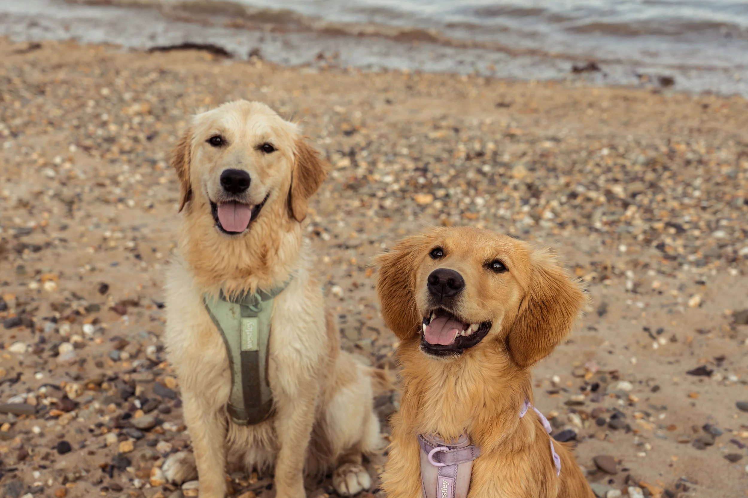Two golden retrievers sitting on a pebbled beach near the water, smiling with their tongues out.