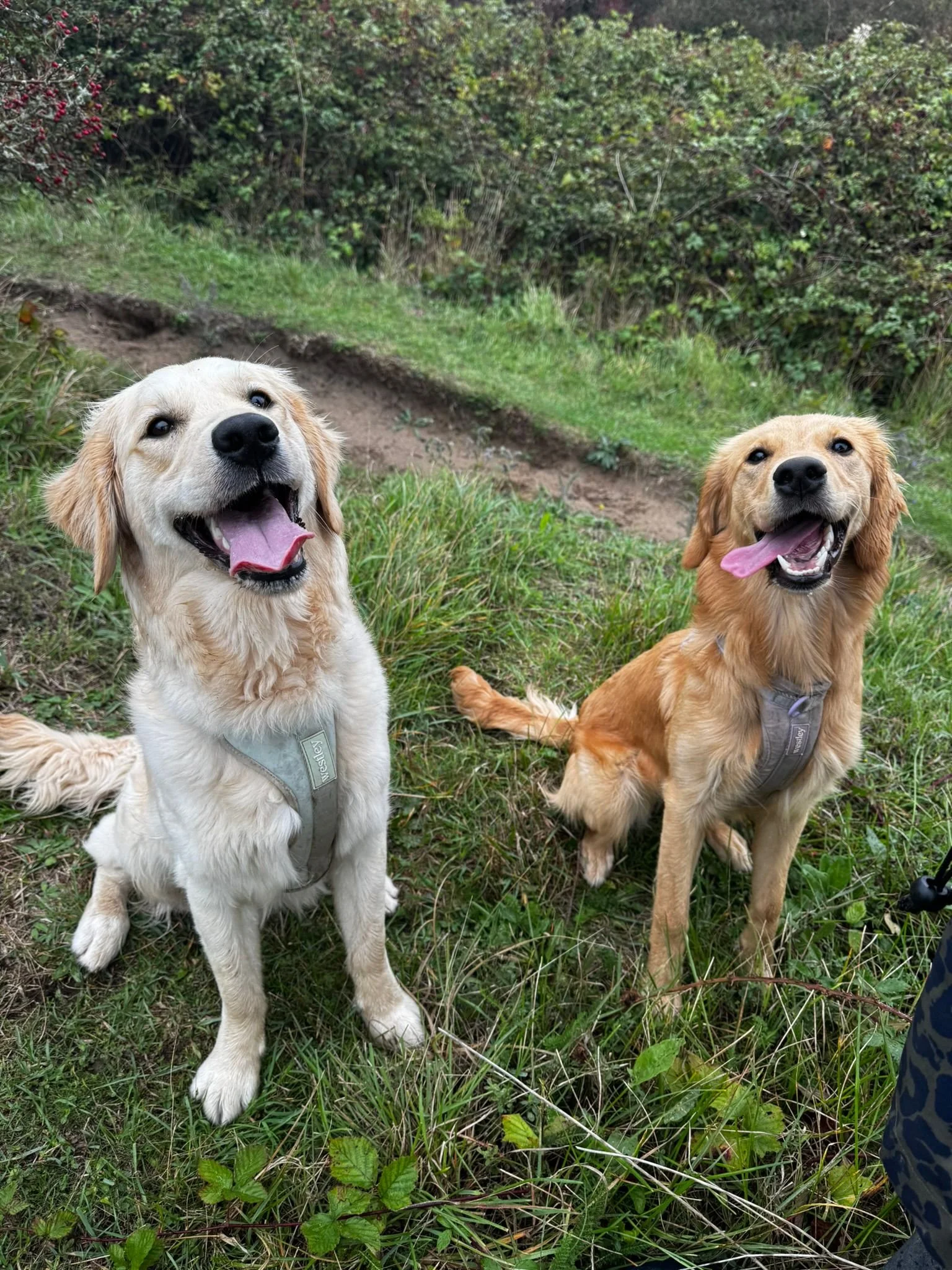 Two golden retriever dogs sitting on grass outdoors, smiling with their mouths open and tongues out, in a park or garden with bushes and grass.