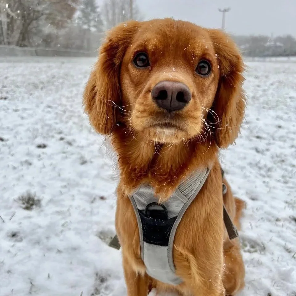 Golden Cavalier King Charles Spaniel puppy with soft golden coat wearing a harness, sitting in snowy field, adorable Golden Retriever crossbreed and affectionate designer family dog."