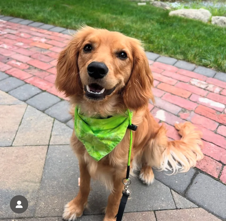 Happy Golden Cavalier King Charles Spaniel puppy sitting on brick patio wearing a bright green bandana, adorable Golden Retriever crossbreed and affectionate designer family dog.