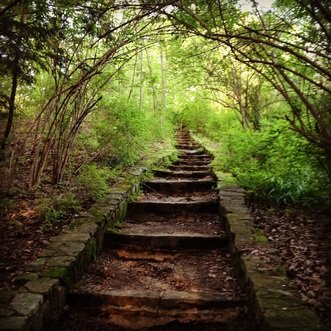 Stone steps leading up through a green, wooded forest path