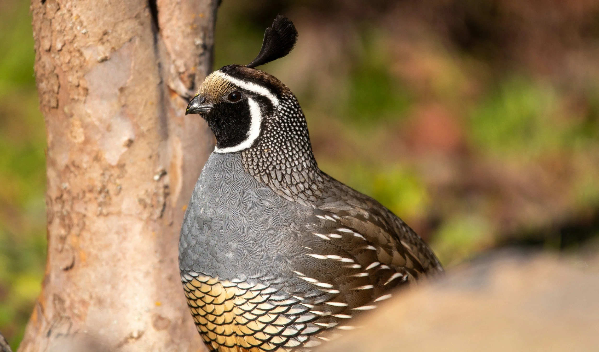 A close-up of a male California quail perched on a tree trunk, showcasing its distinctive plume, black face, and patterned gray and brown plumage.