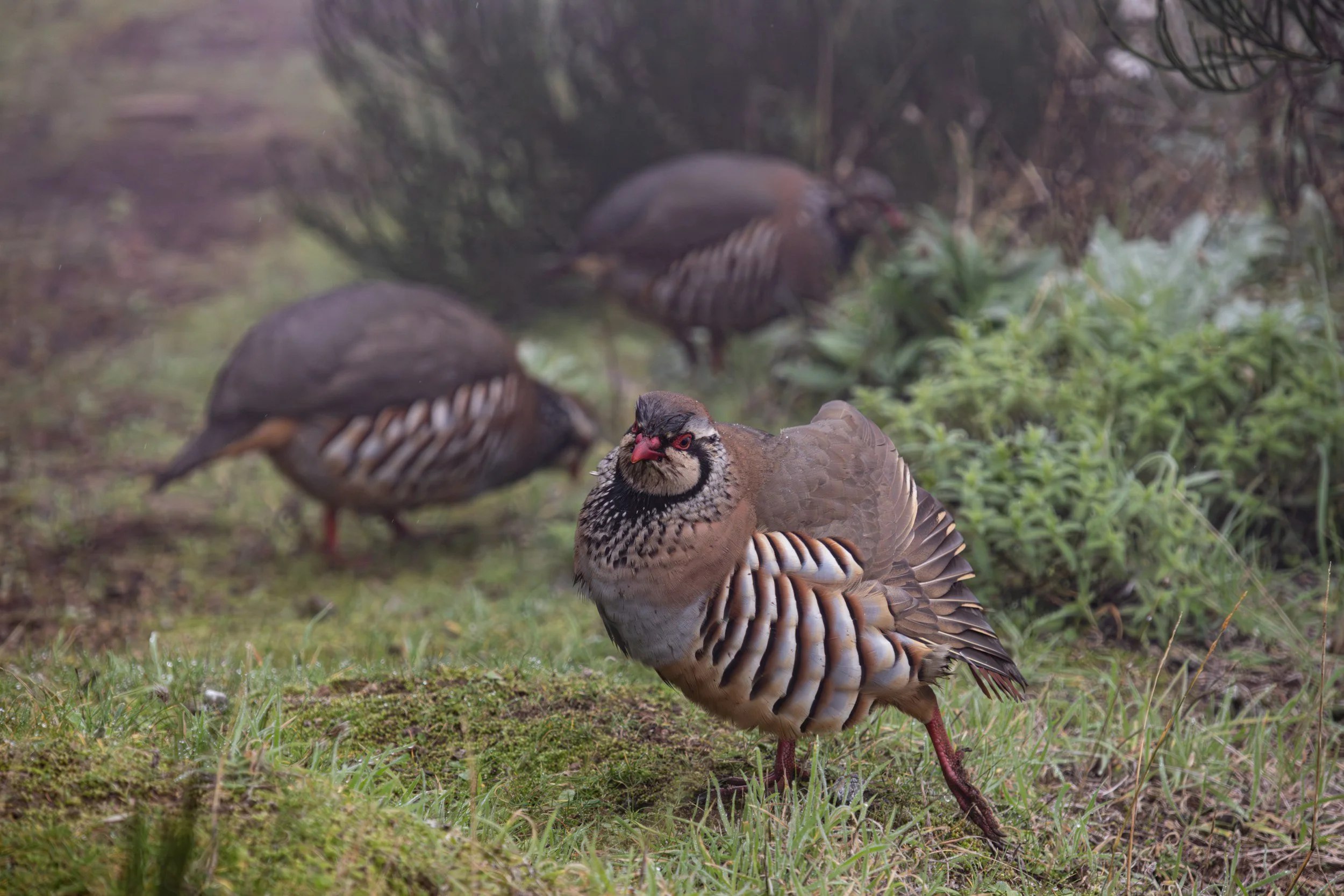 A group of wild birds, likely partridges, on the ground with one in the foreground and others in the background, among grass and bushes.