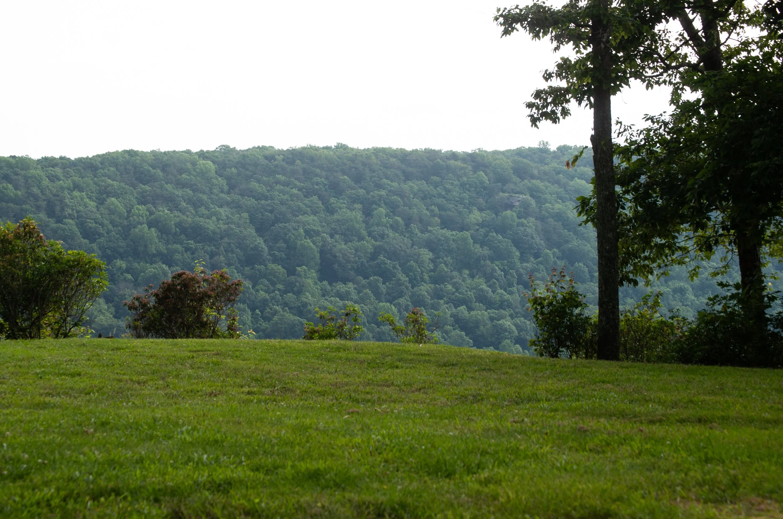 A grassy field with trees and bushes, and a forested hillside in the background.